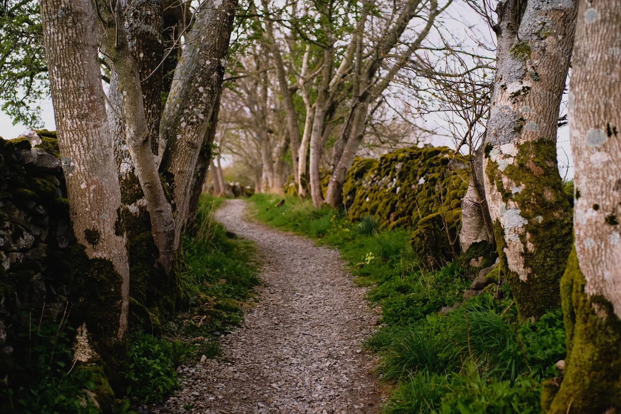 A seriously pretty lane. It may well have been used, in times gone by, to guide livestock between fields for grazing.