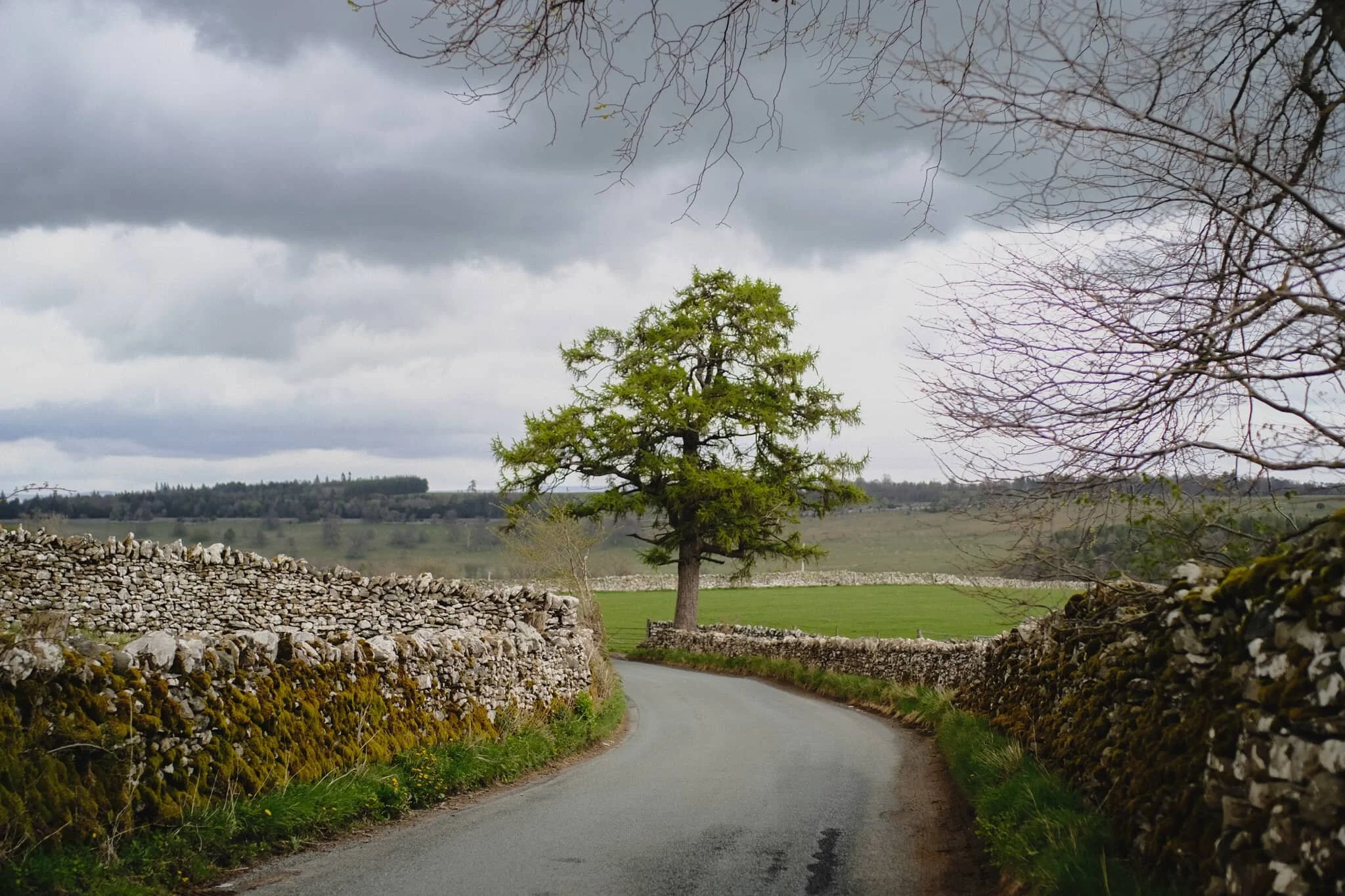 A rather fine solitary tree that I head to feature in a composition, especially with the dry stone walls as leading lines.