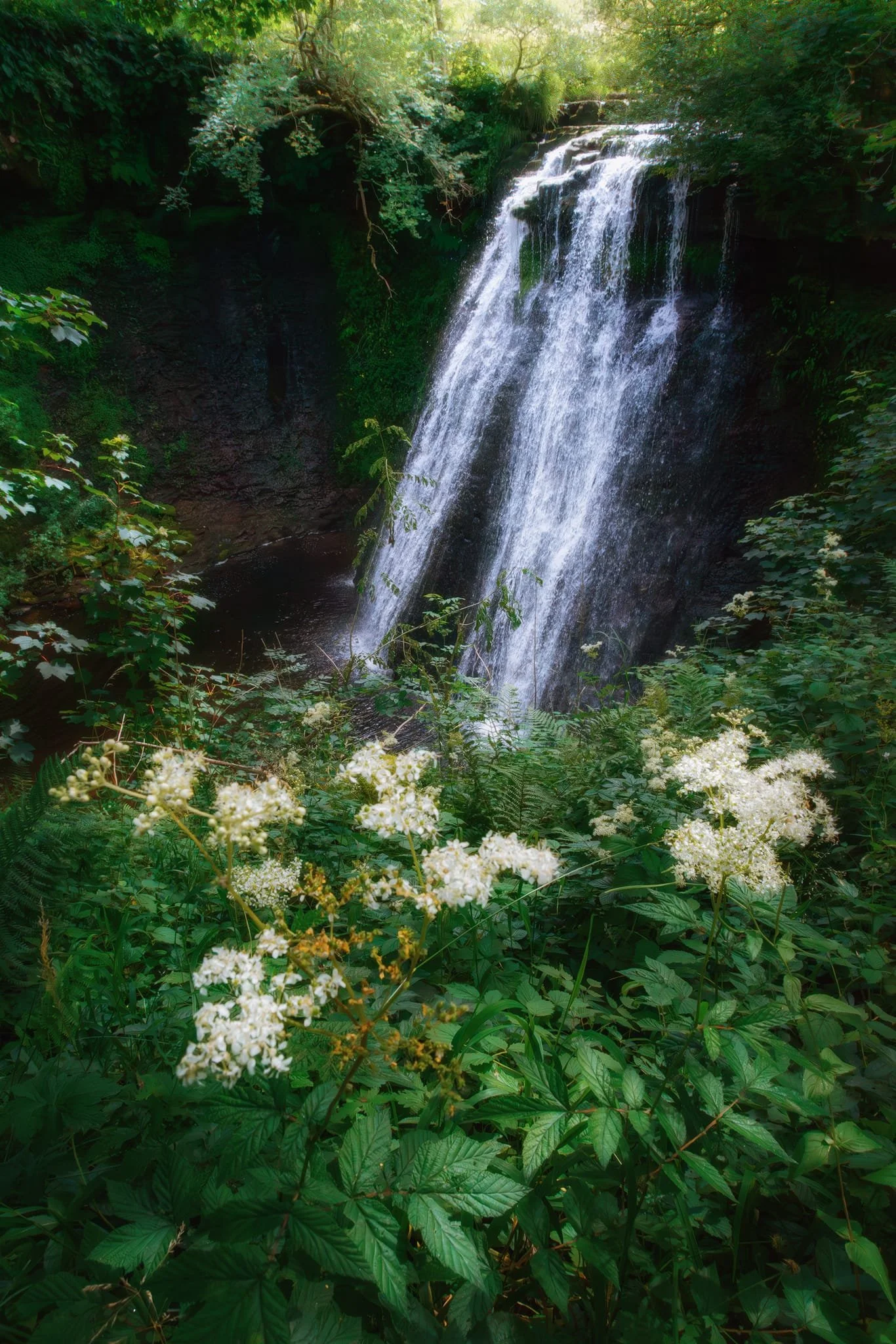 A cluster of Meadowsweet, Filipendula ulmaria , make for lovely foreground interest with the veil of Aysgill Force behind.