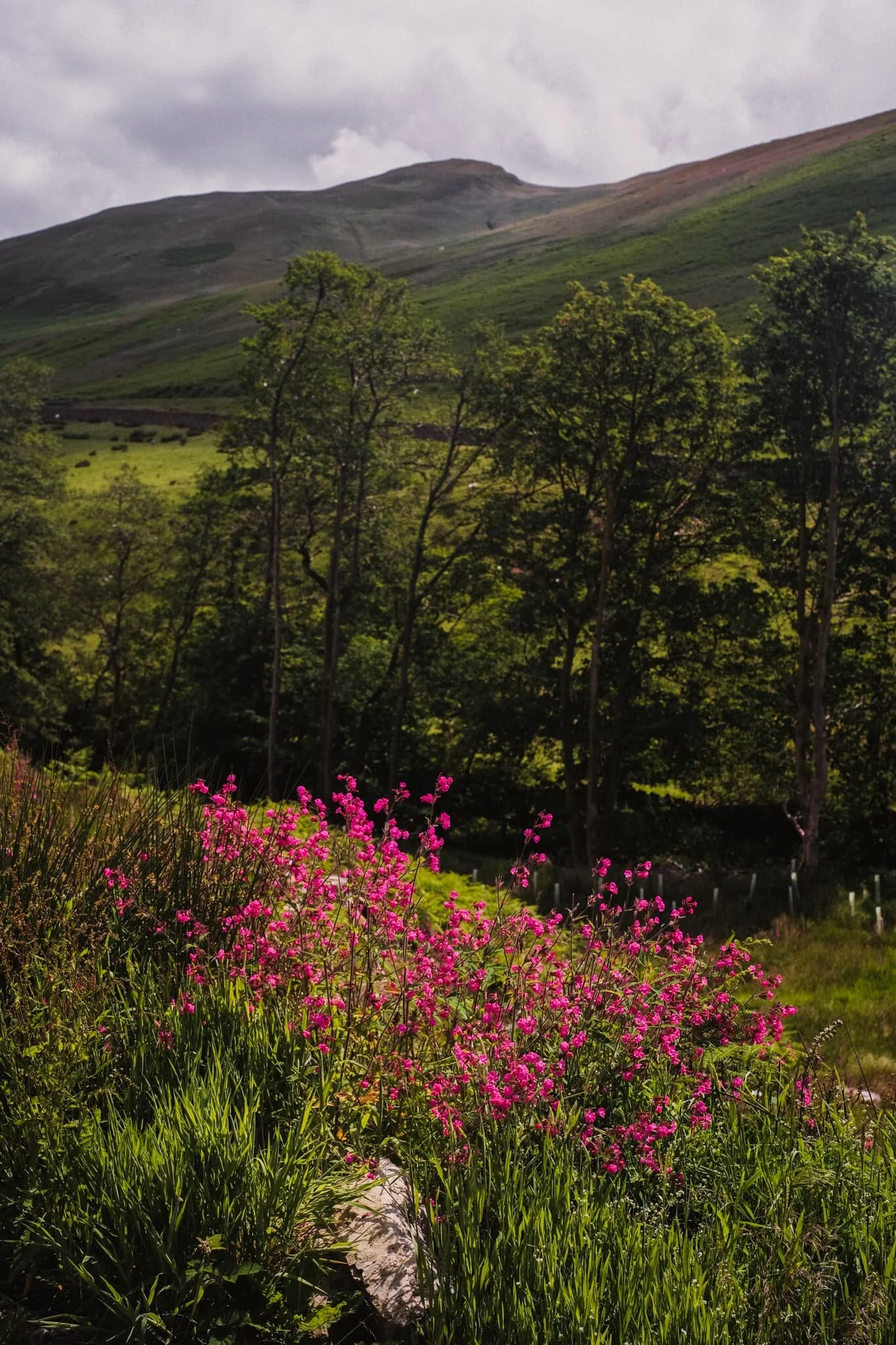 The peak of Barbon Low Fell, set against what remains of Barbondale woods and some summer wildflowers.