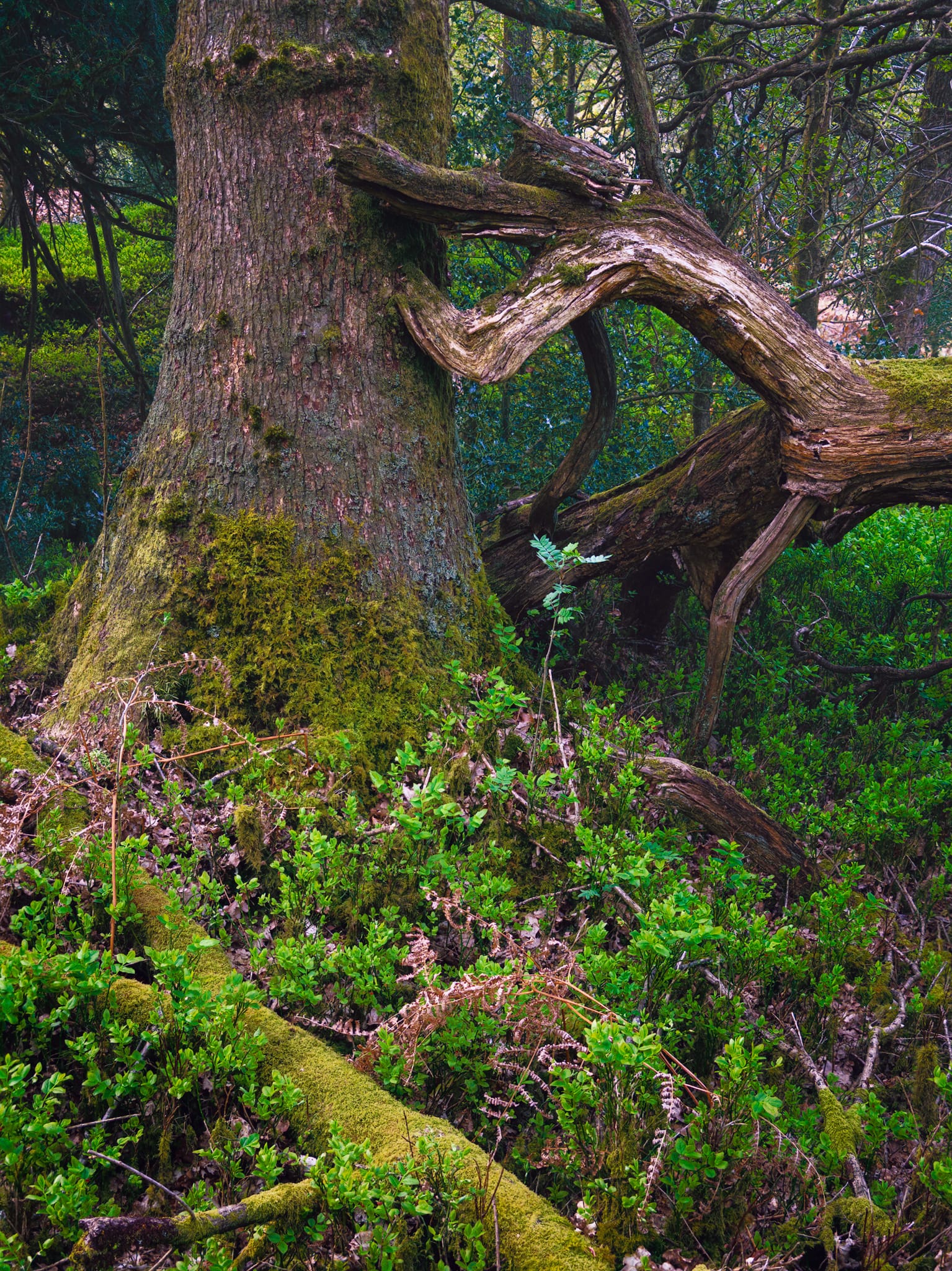 Fallen trees from storms are left to form compelling shapes and angles. A haven for the area&rsquo;s wildlife, and joy for the photographer&rsquo;s eye.