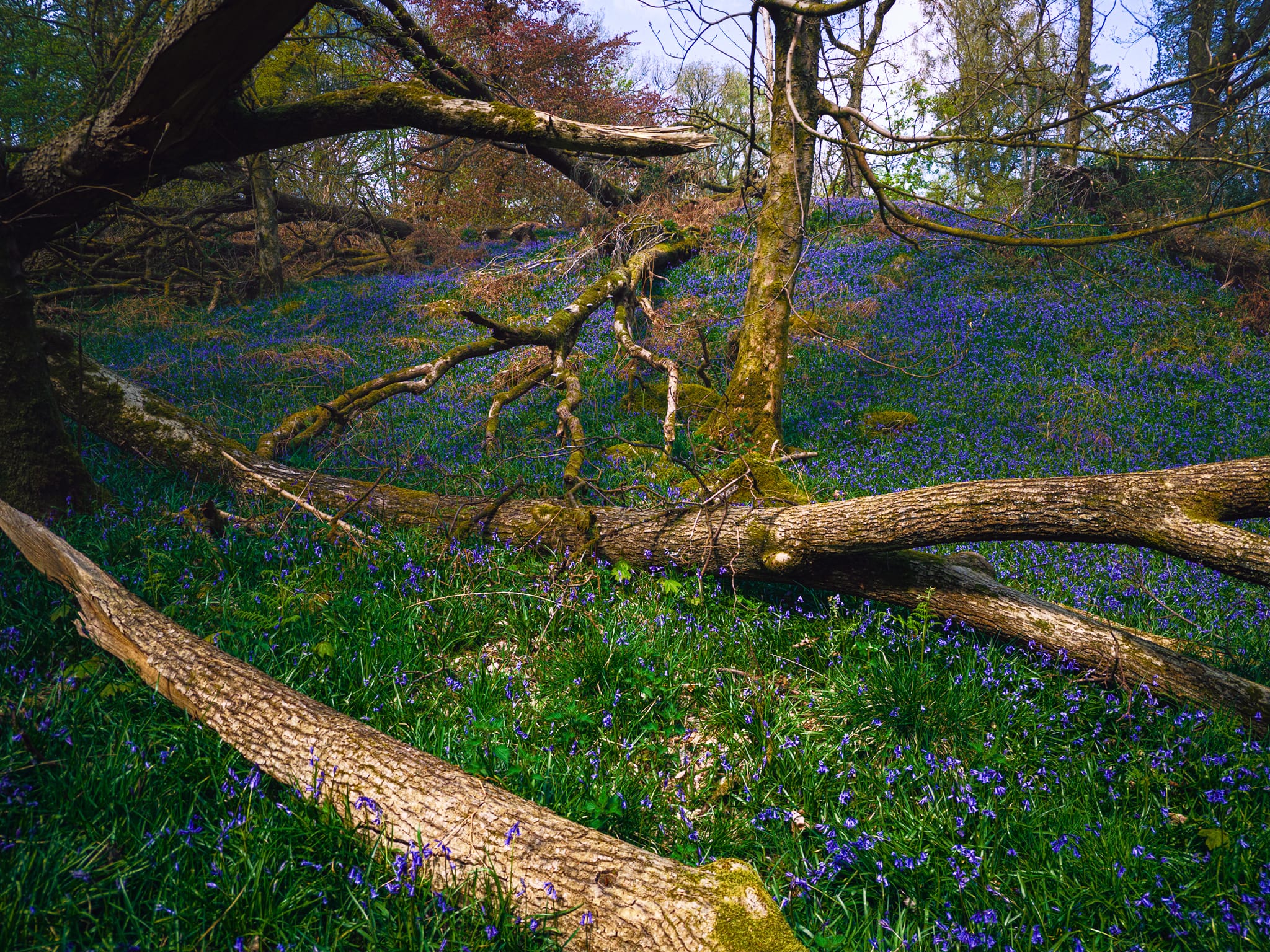 A slither of light cuts through the canopy, illuminating this scene where trees — dead and alive — are slowly swallowed by a floor of bluebells.