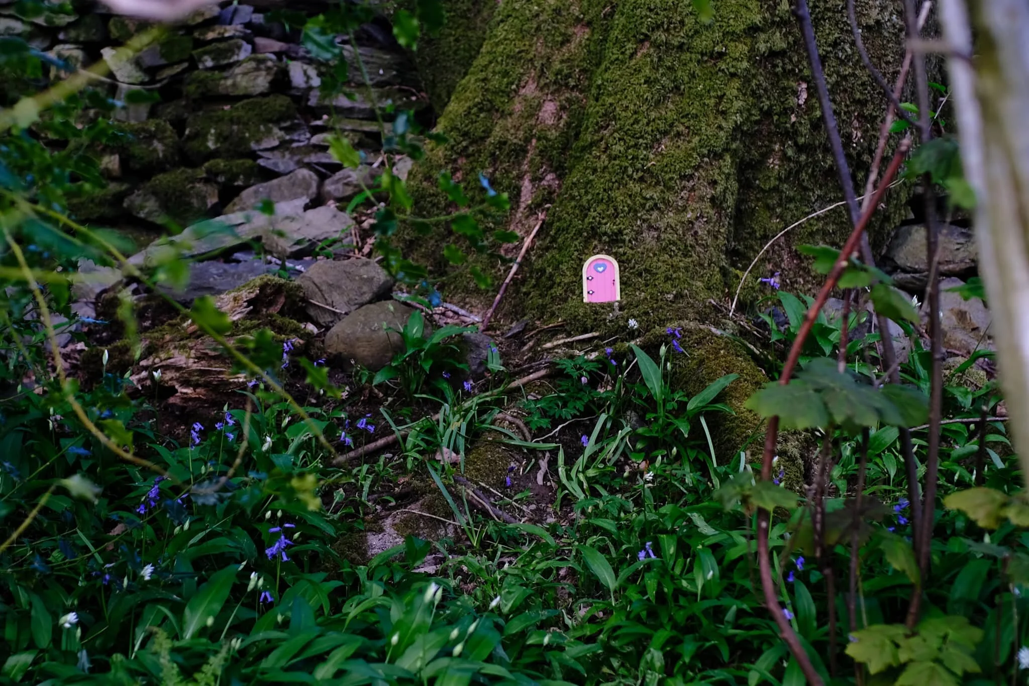 You’re always bound to fine at least one oddity in a British woodland.