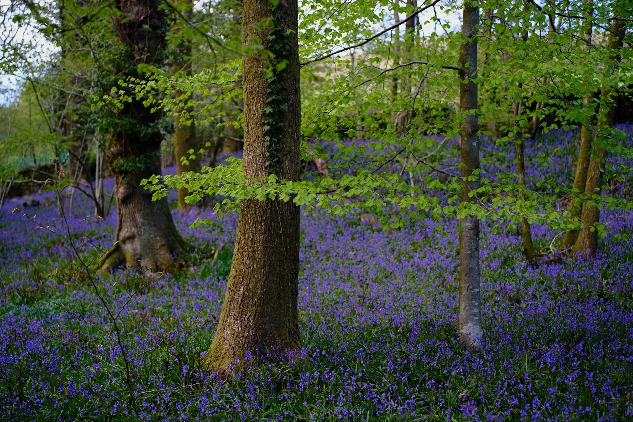 A jaw-dropping scene, and Velvia did a wonderful job capturing all of colours and tones. One of the finest displays of bluebells I’ve ever seen.