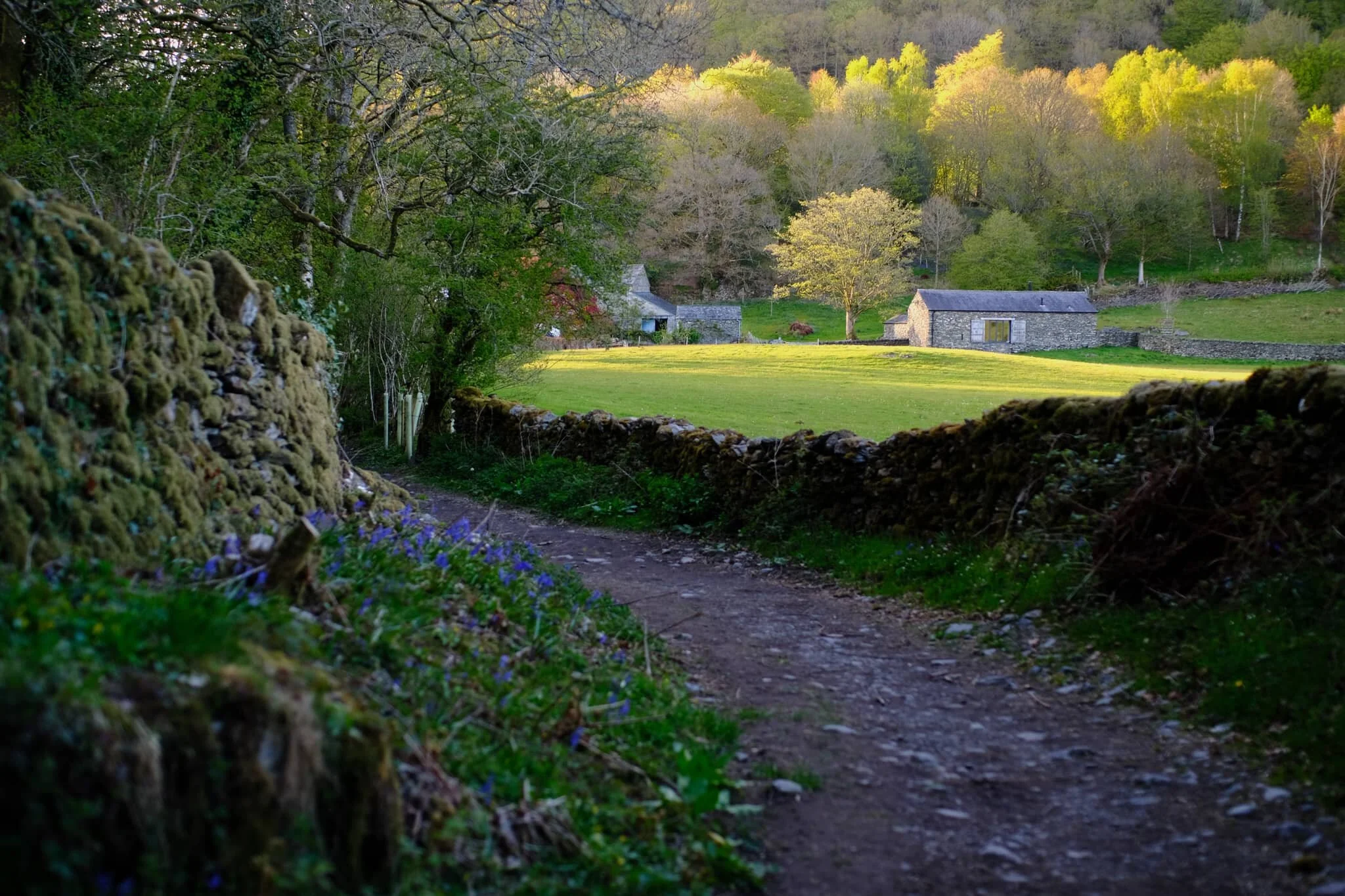 Back on the footpath to Staveley, a fleeting moment of strong golden light illuminates some distant trees and a barn.
