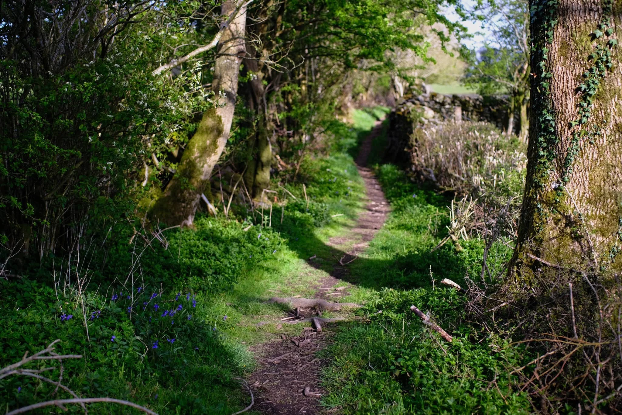 Into this beautiful country lane we go, the small patch of bluebells below a signifier of things to come.
