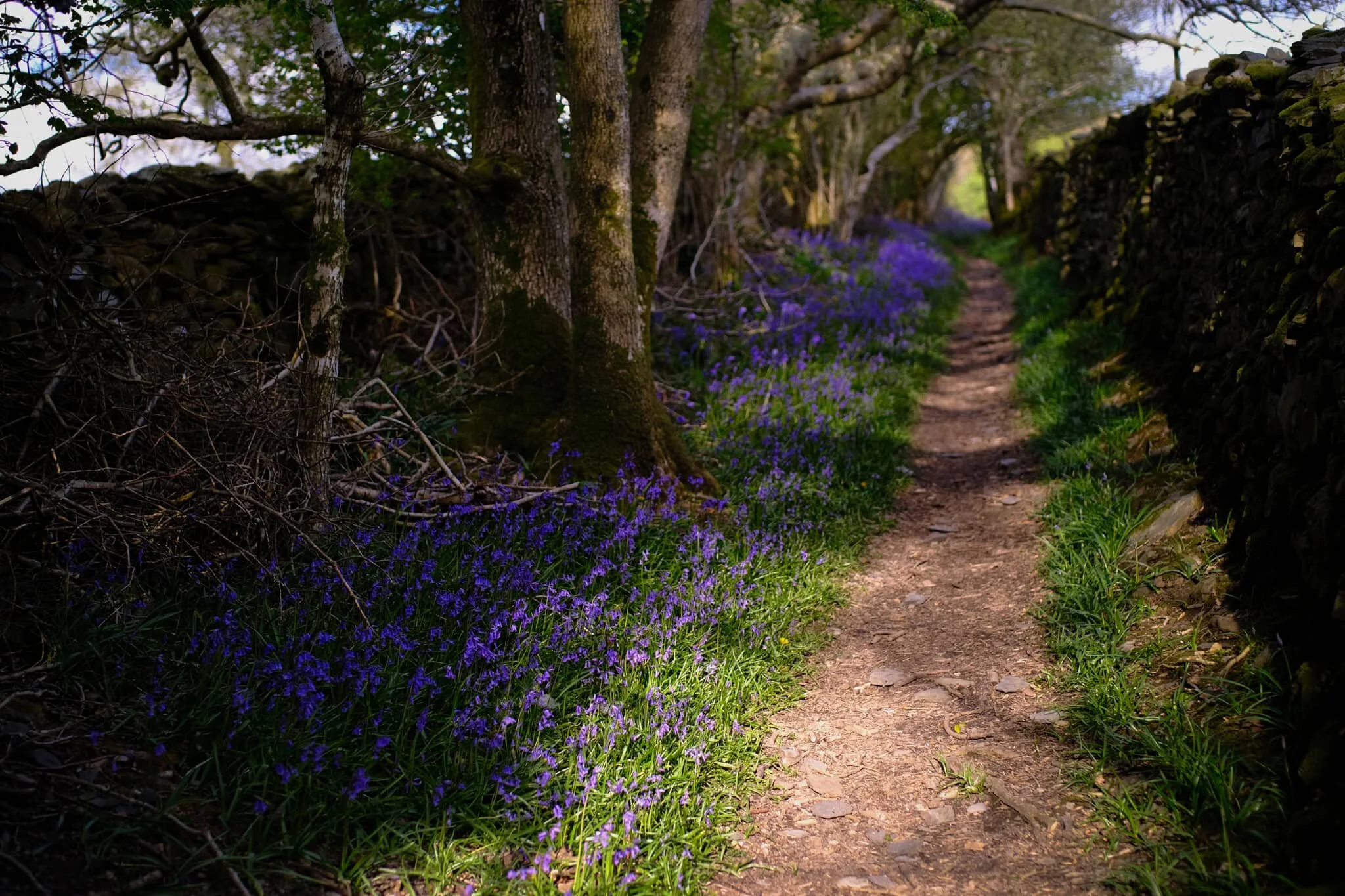 Towards the exit of this lane you’re greeted with a shock of purple below the trees. Bluebells everywhere.