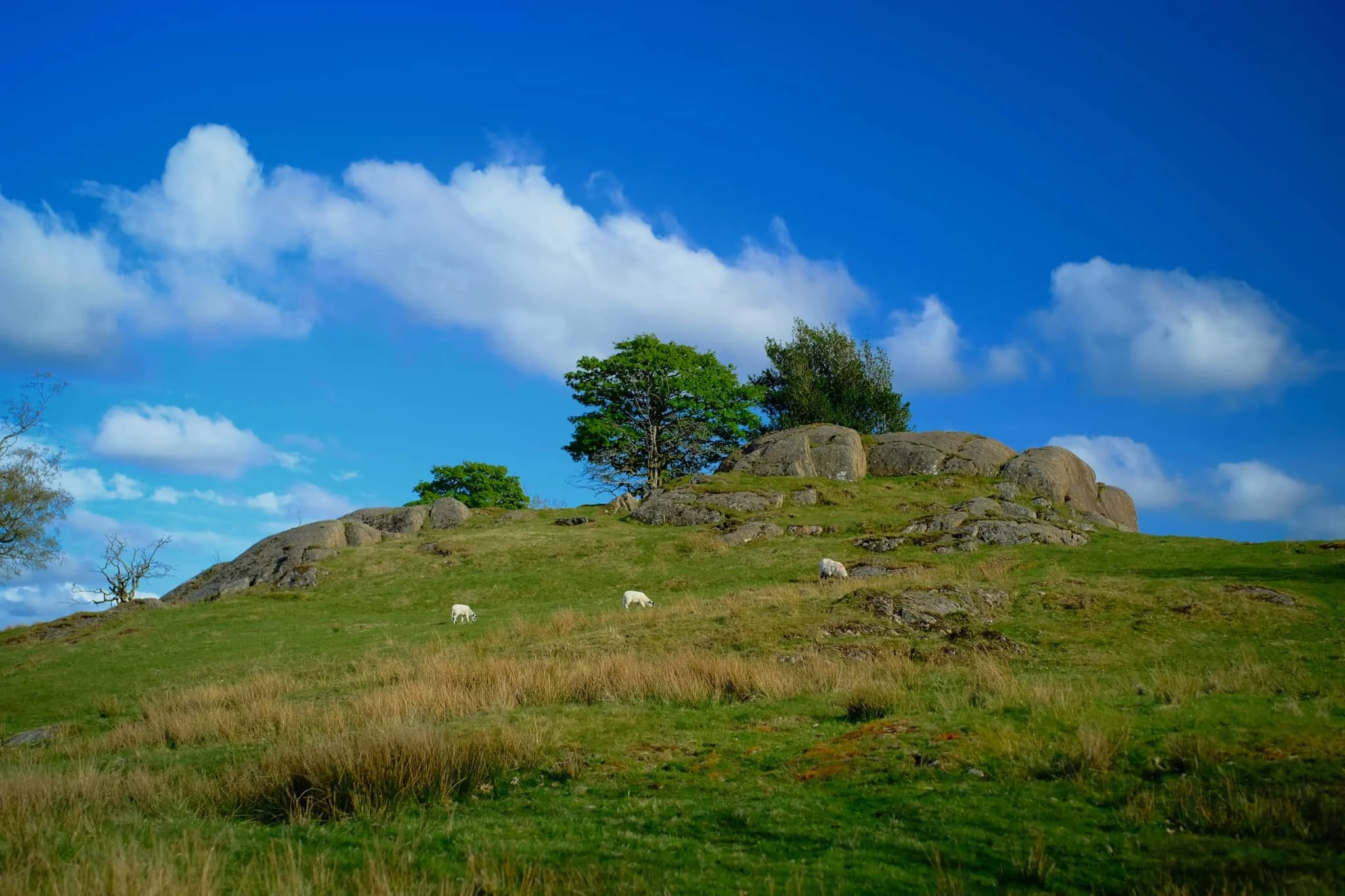 A true spring Lakeland scene: this year’s lambs grazing underneath some crags on a hill.