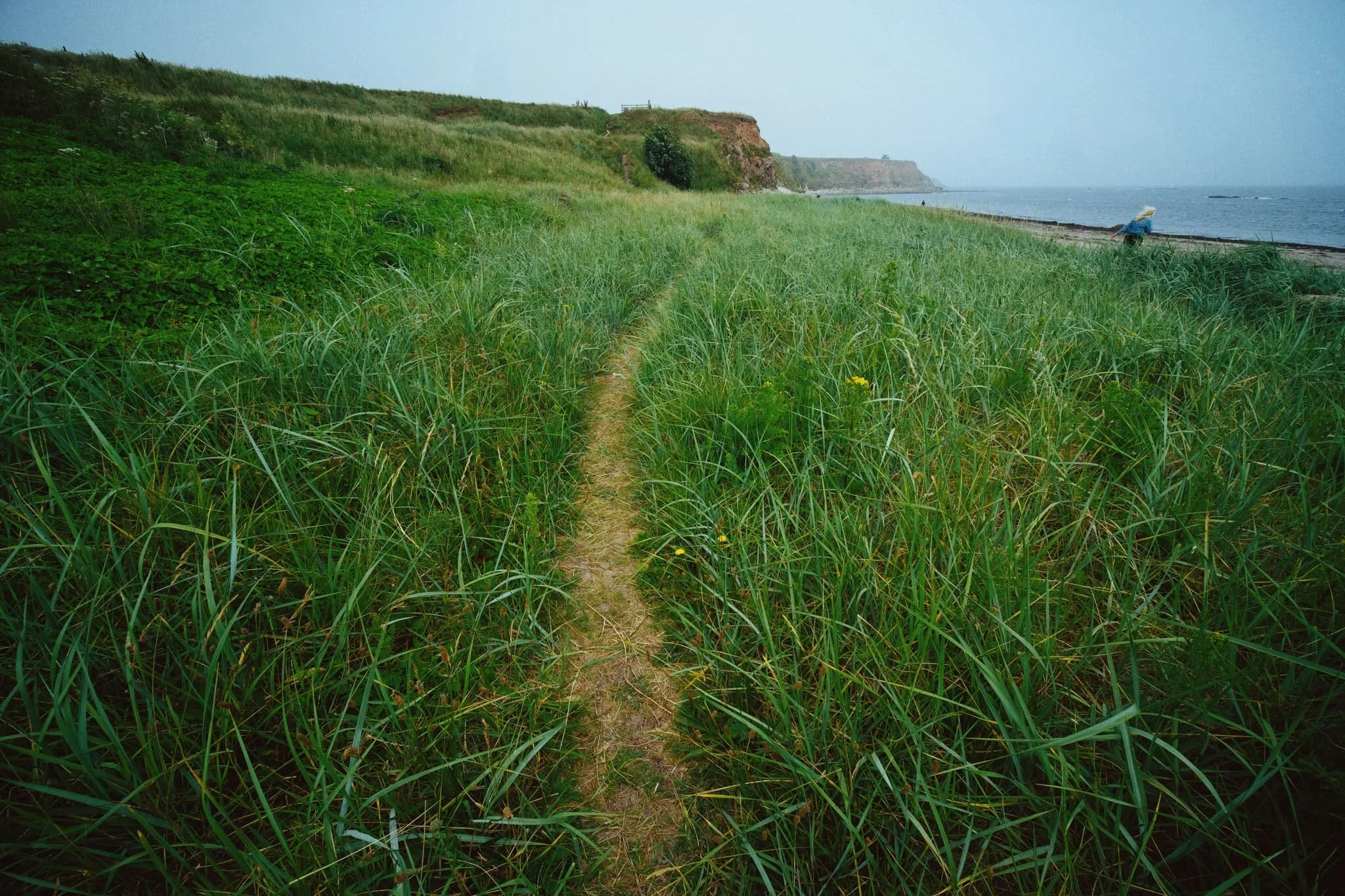 We pop up through the dunes away from the sea to find a way through the golf course and back into the town.