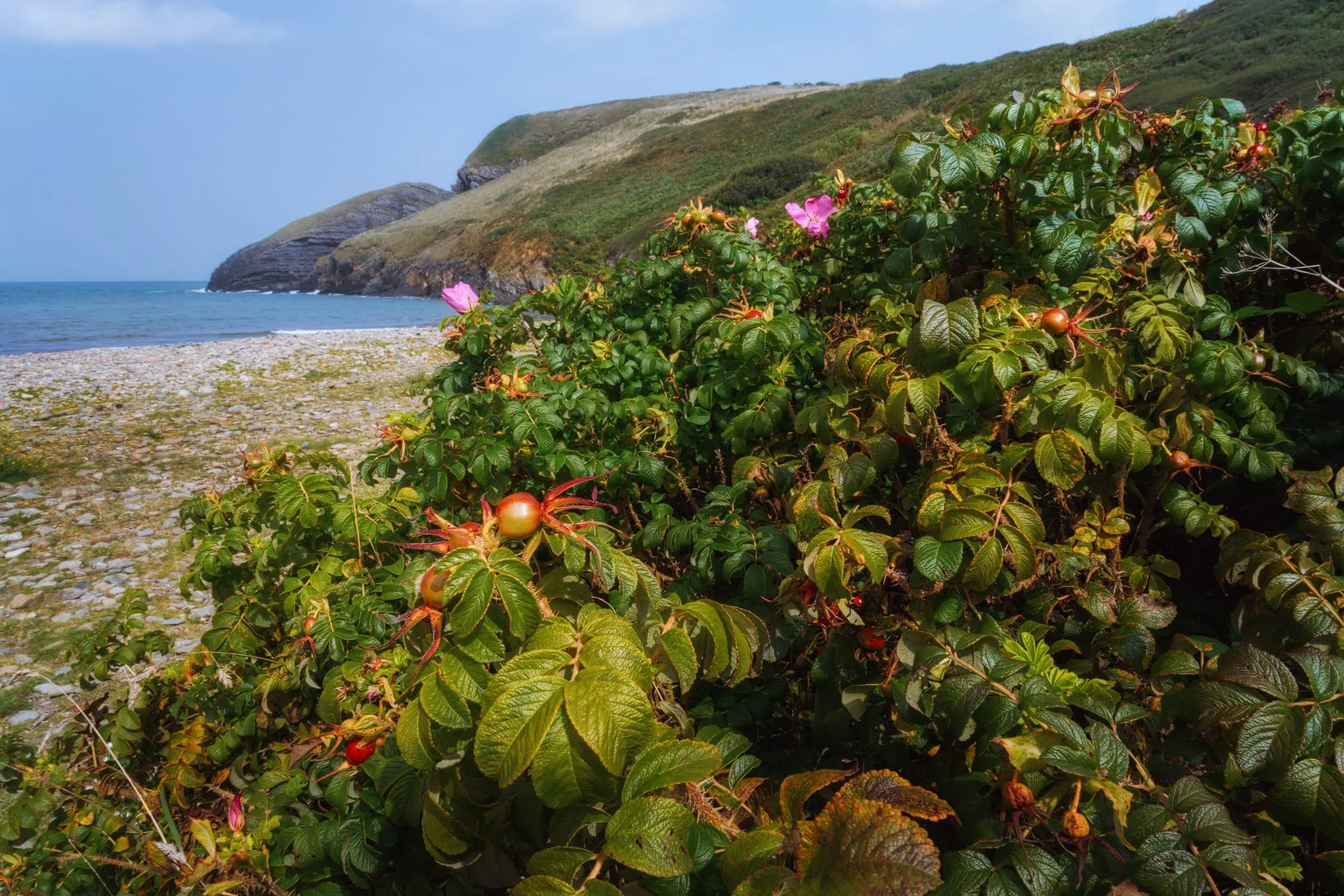 The stony beach of Ceibwr Cove is surrounded by bushes of rosehip, which I made use of for this wider composition.
