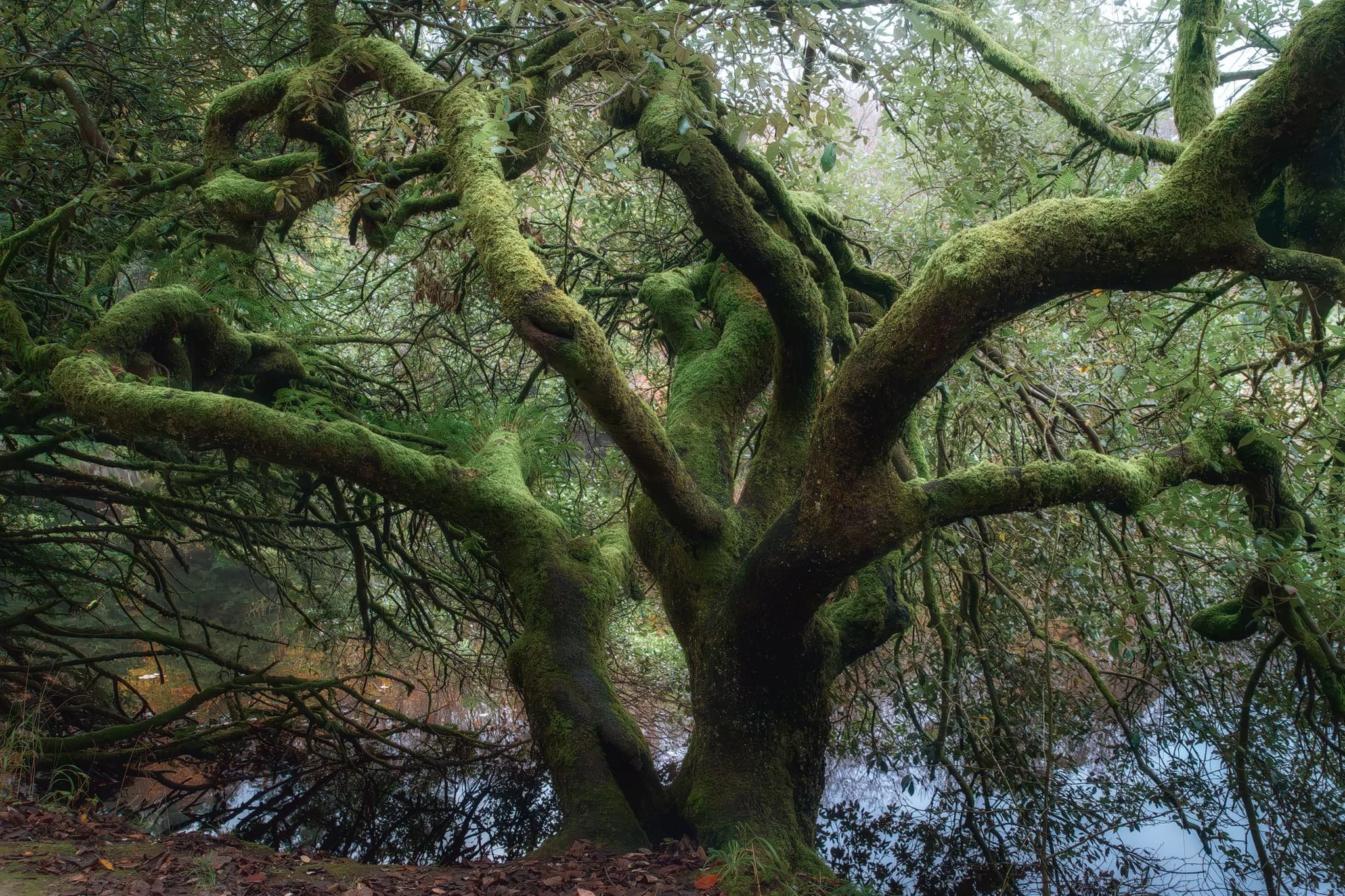 A beautiful old tree with soft light gently tracing out its arching and spiralling branches. I just had to capture it.
