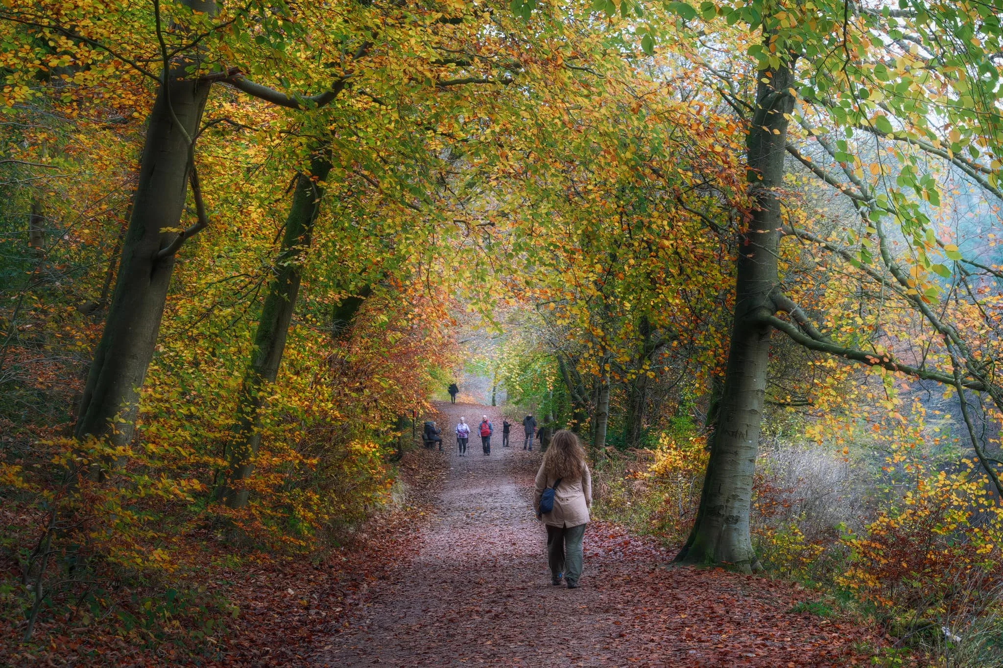 The main trail through Ingleborough Estate, framed with beautiful autumn colours.