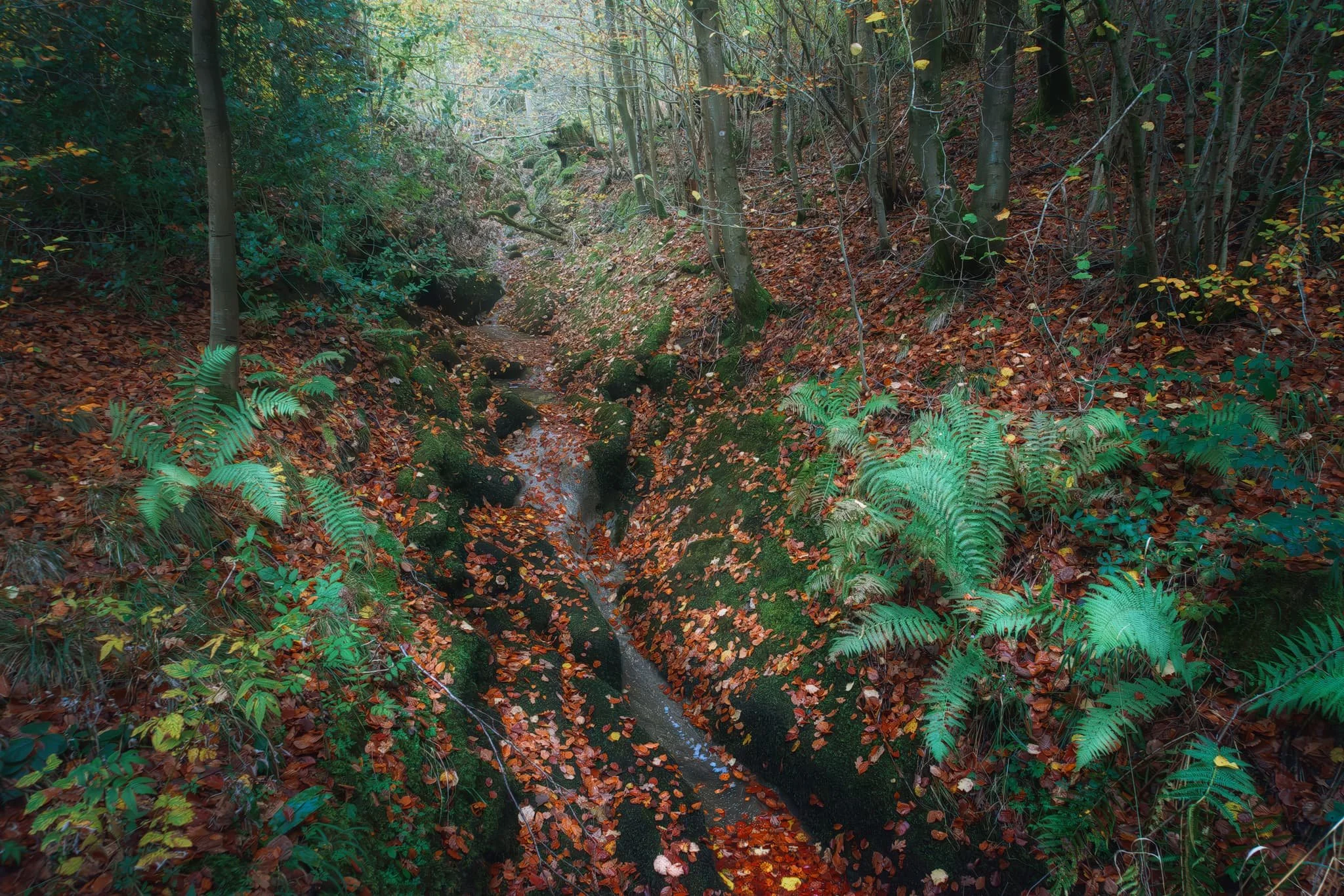 A small beck off the trail highlights the variety of geology present in and around Clapham. The valley of Clapham Beck has cut through the limestone, present in much of the Yorkshire Dales, and into the underlying Ordovician basement rocks. These enable soils that are acidic, not alkaline like those on the limestone.