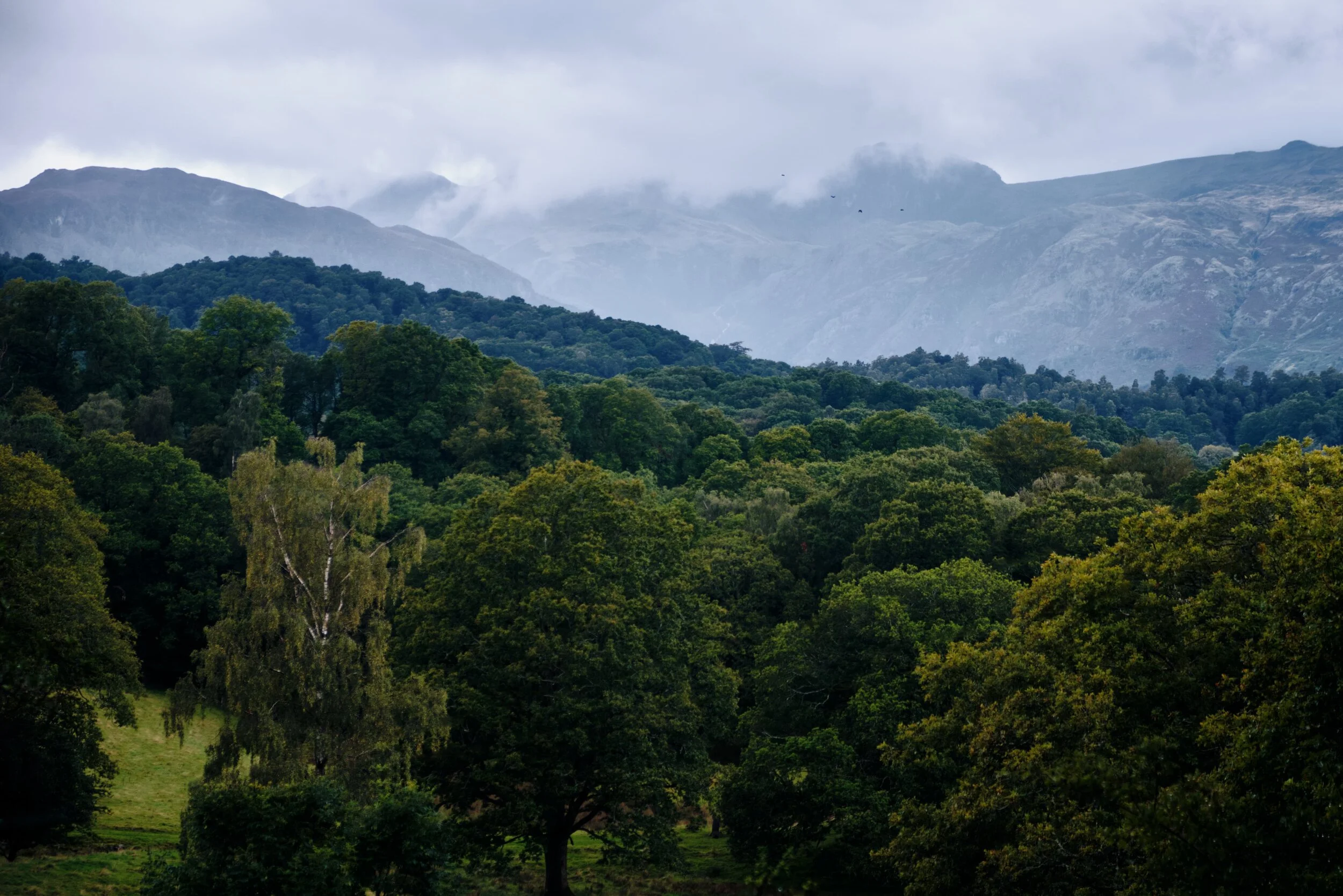 A misty moody shot of the Langdale Pikes tussling with the rain.