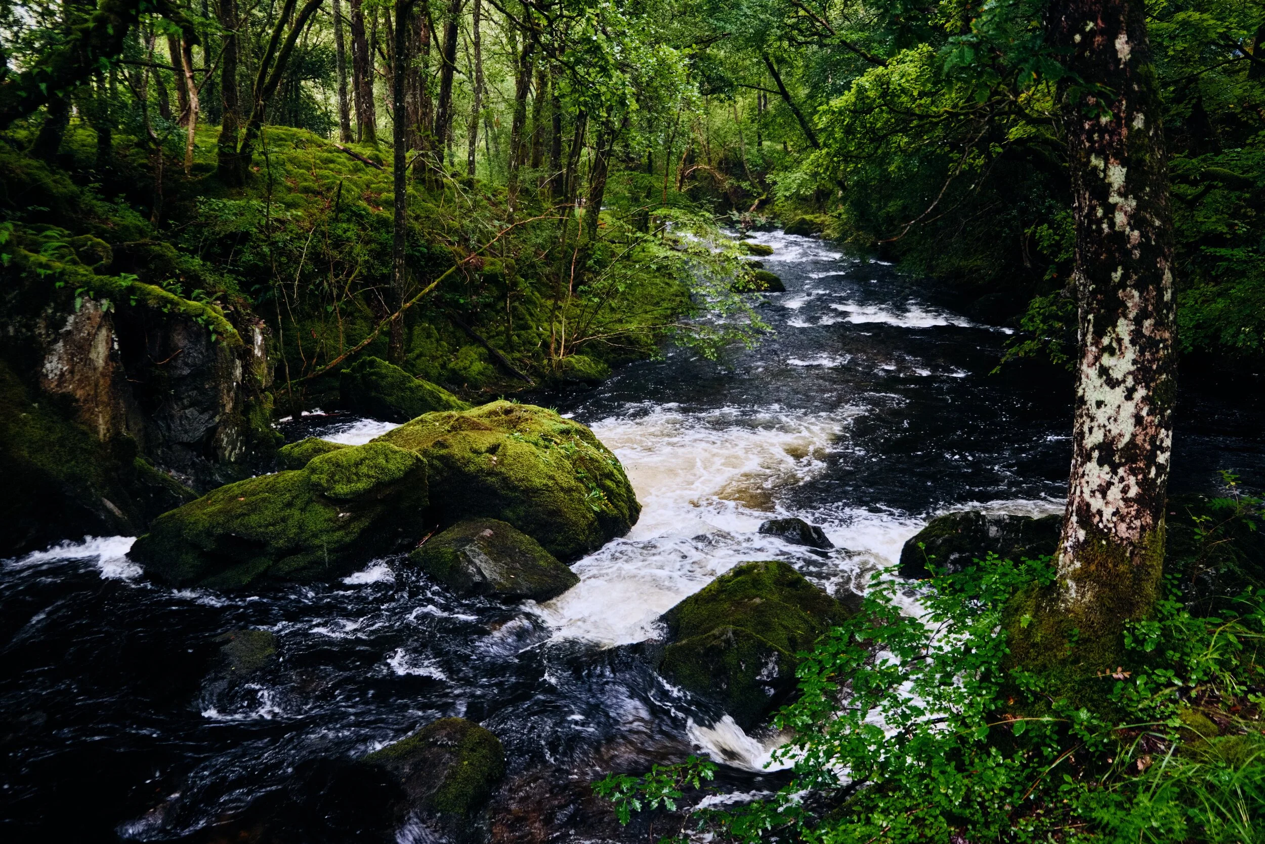 Everything was looking particularly lush in the rain.