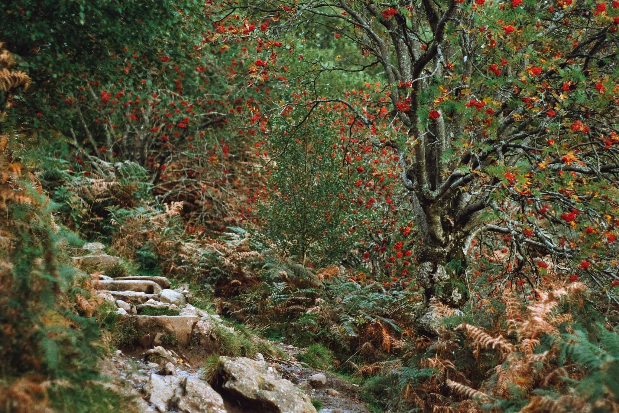Vibrant reds of Rowan berries everywhere as we pop out of the forest and begin the steep ascent up towards the hill.