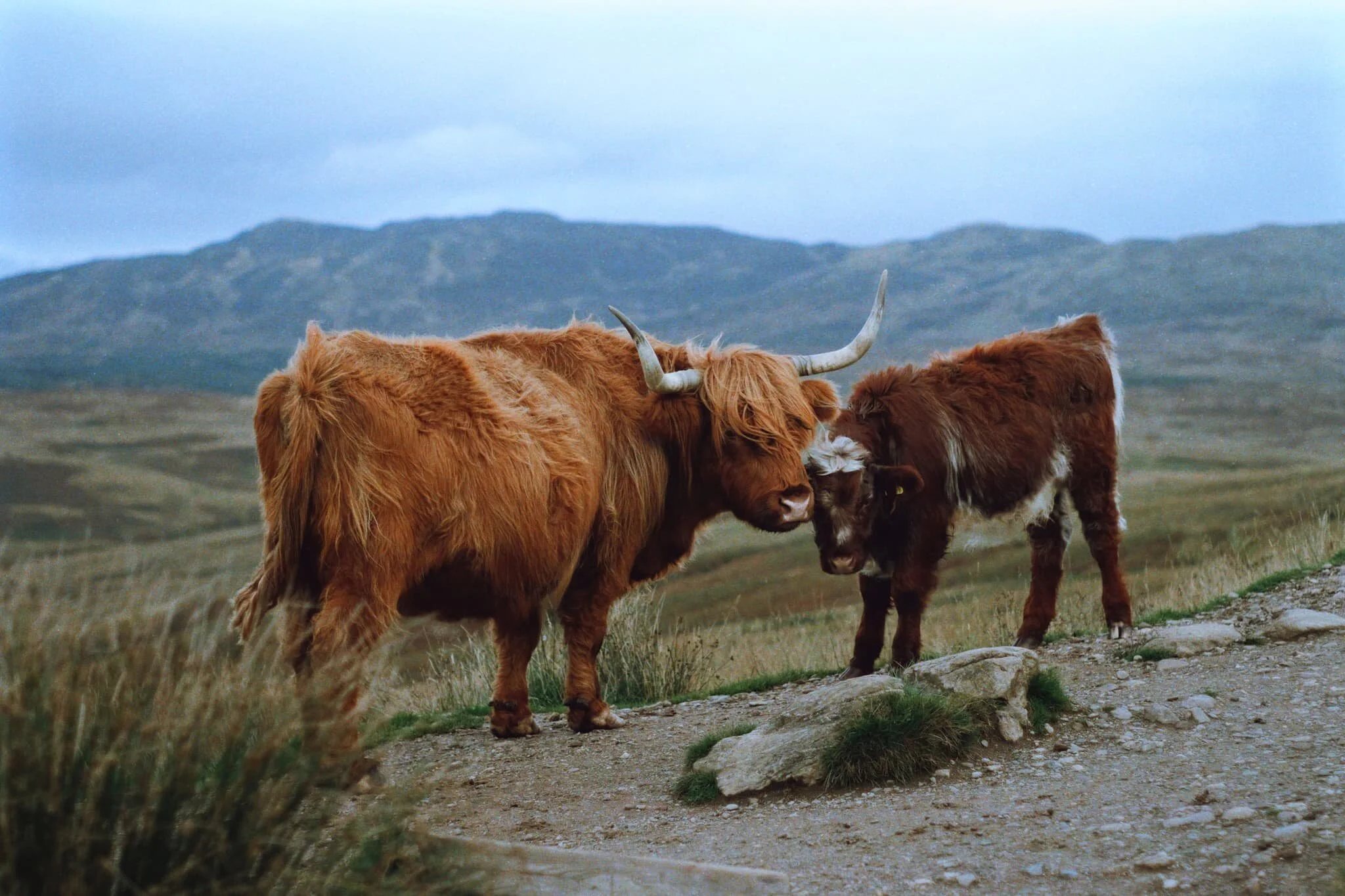 I was very fortunate to snap this intimate moment between a Highland cow and her calf.