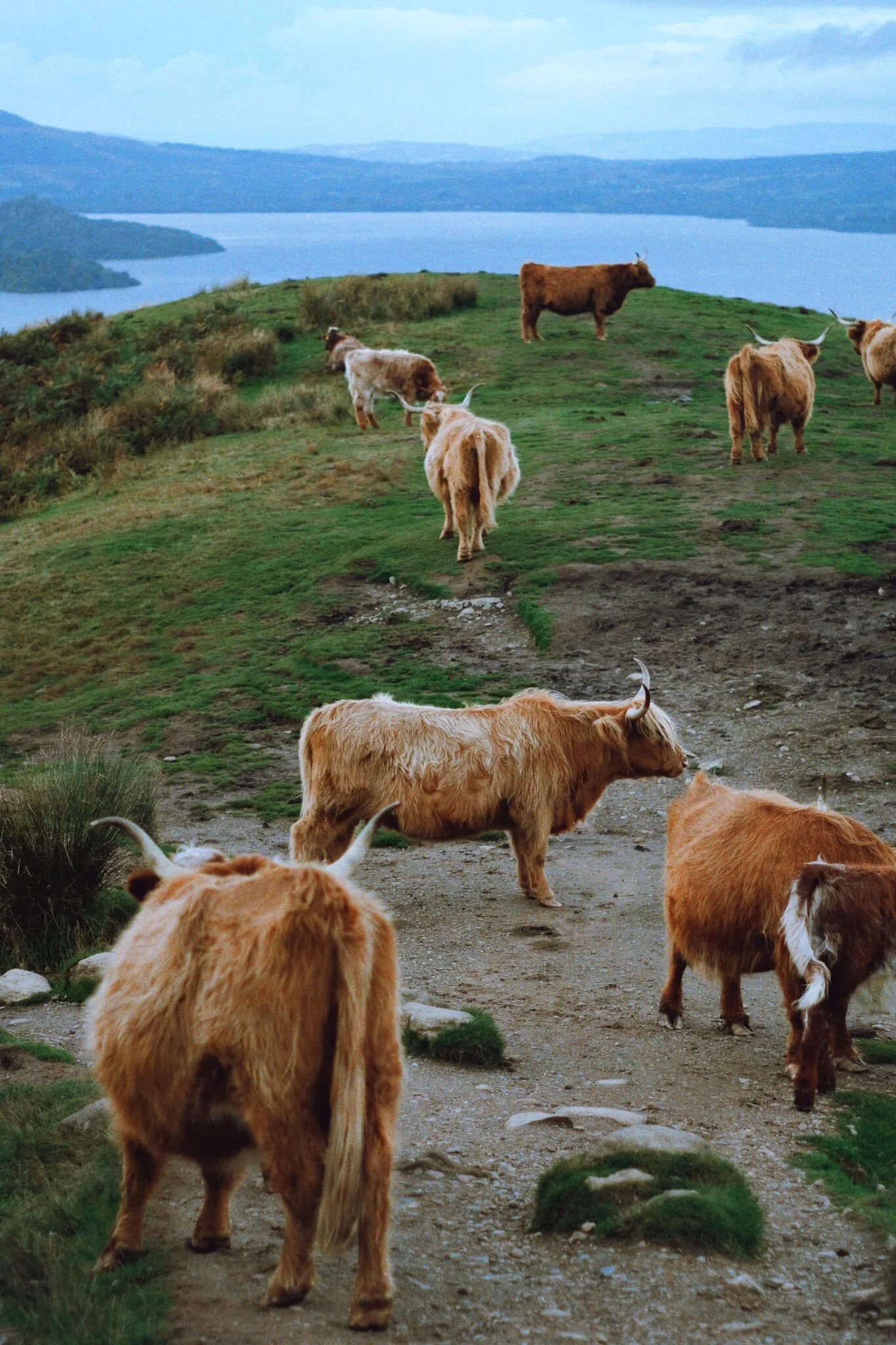 A herd of Highland cows and their calves, occupying a good outlook just off the West Highland Way.