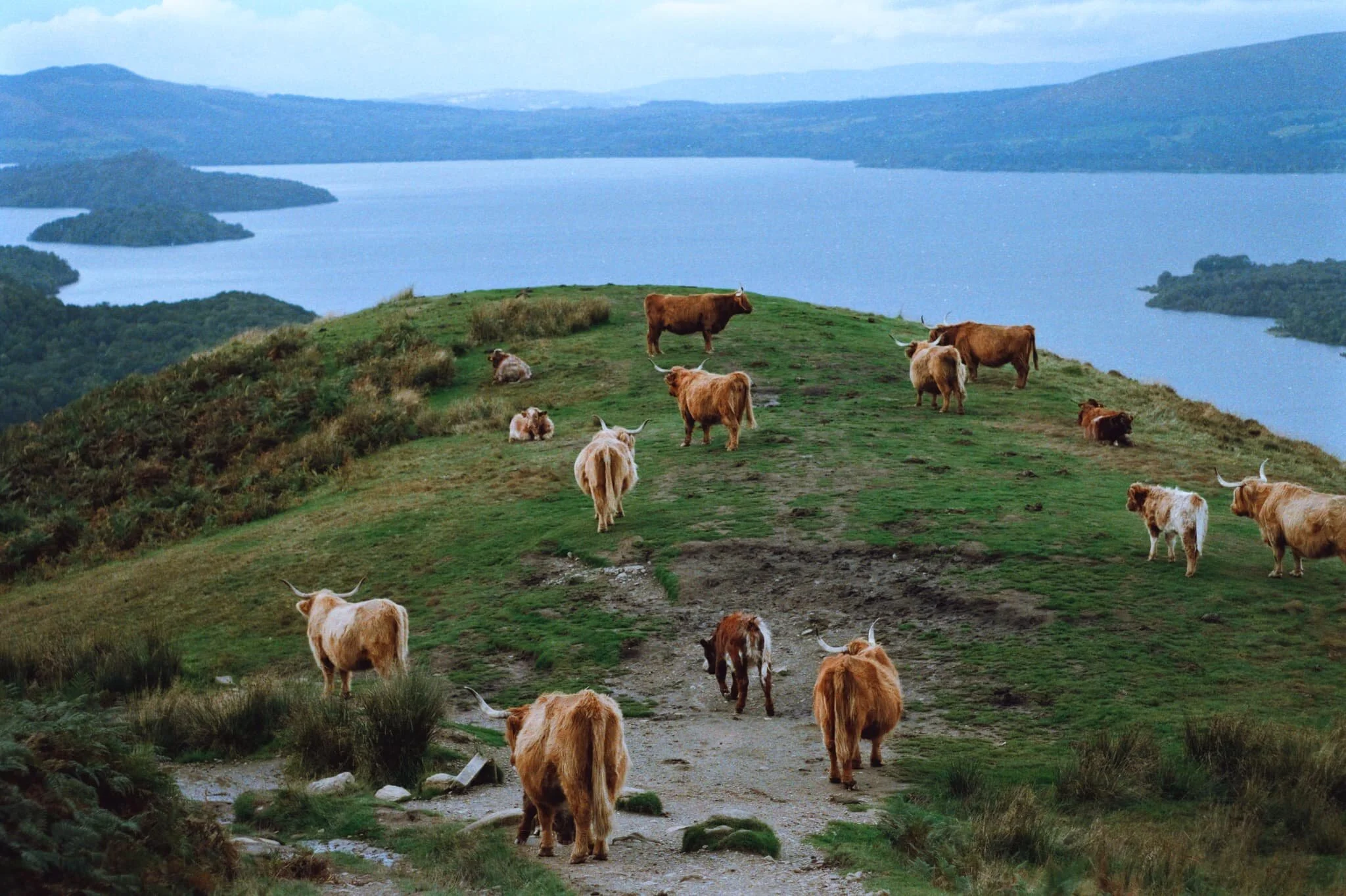 Another look back at the Highland cows. Pretty damn good view they’re enjoying; I can see why they’re there.
