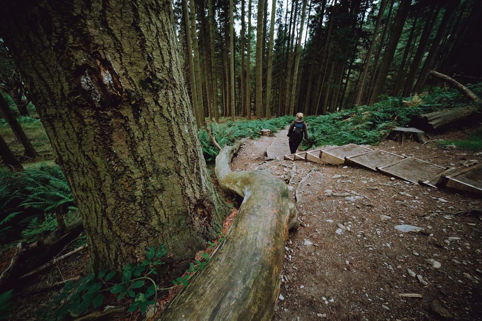 Thankfully this part of the forest is pitched with steps, I can imagine it turns into a cascade of waterfalls in wet weather.
