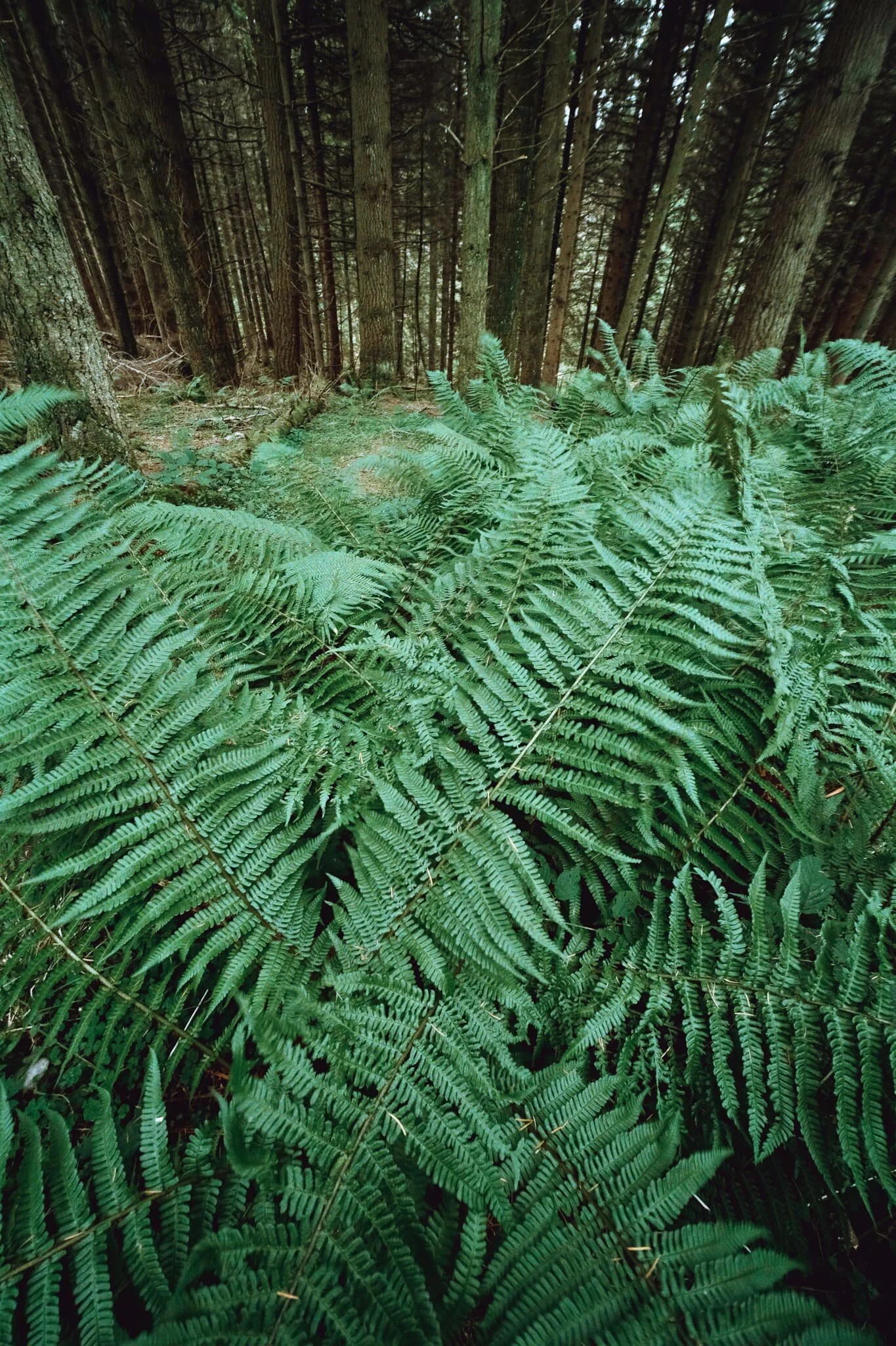 I just loved the cris-crossing of these ferns.
