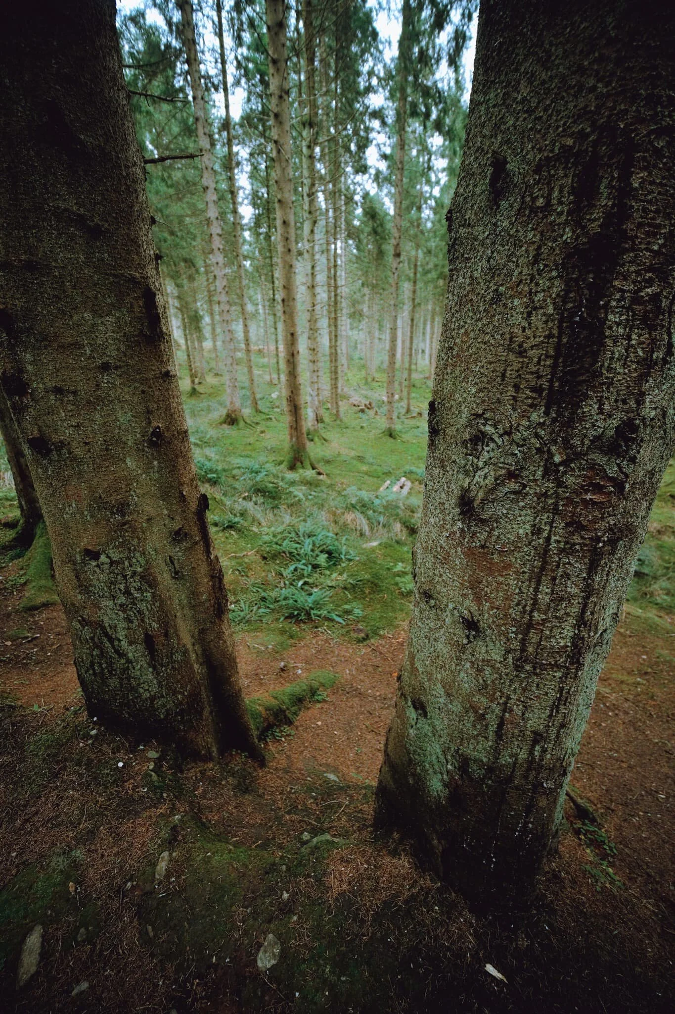 Lovely forest light again as start to emerge from the woods back to the Balmaha car park.