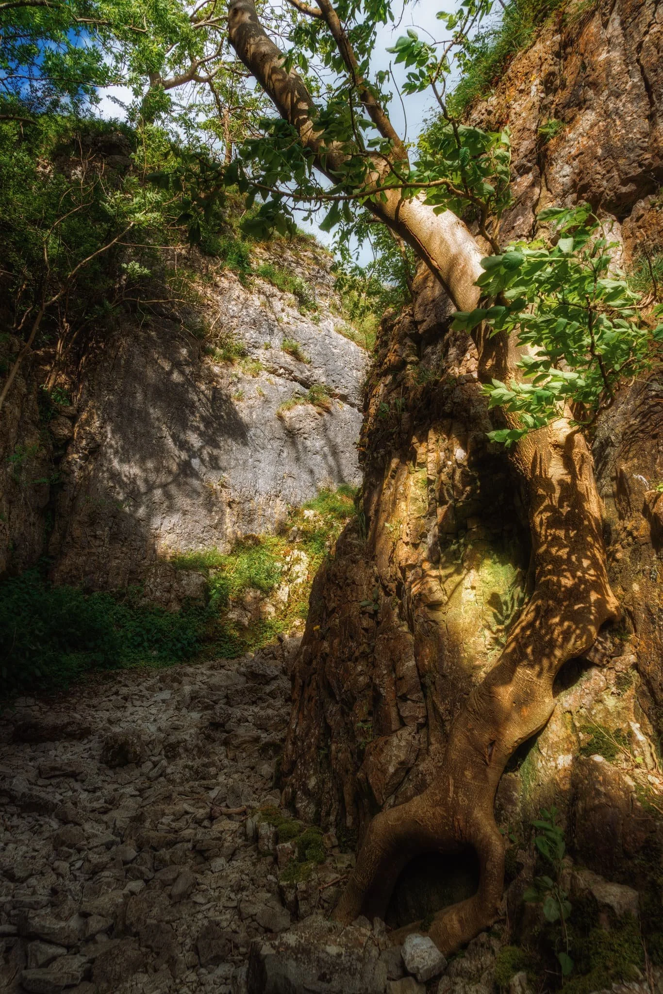 Thousands of years after retreating glaciers and meltwaters have finished their work, life clings on in this gorge in beautiful ways.