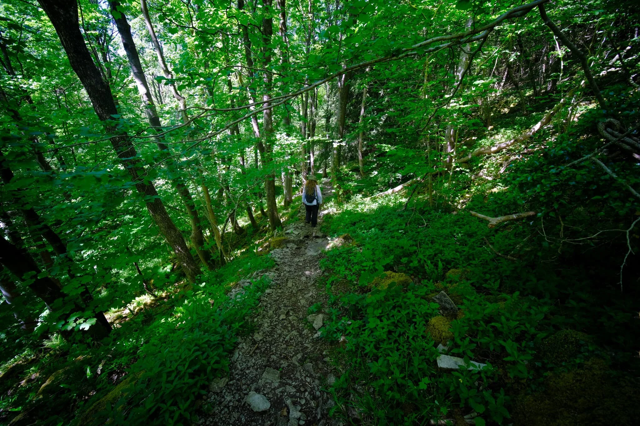 This is the limestone woods of Scar Wood, underneath Cunswick Scar. It takes you down to the Lyth Valley.