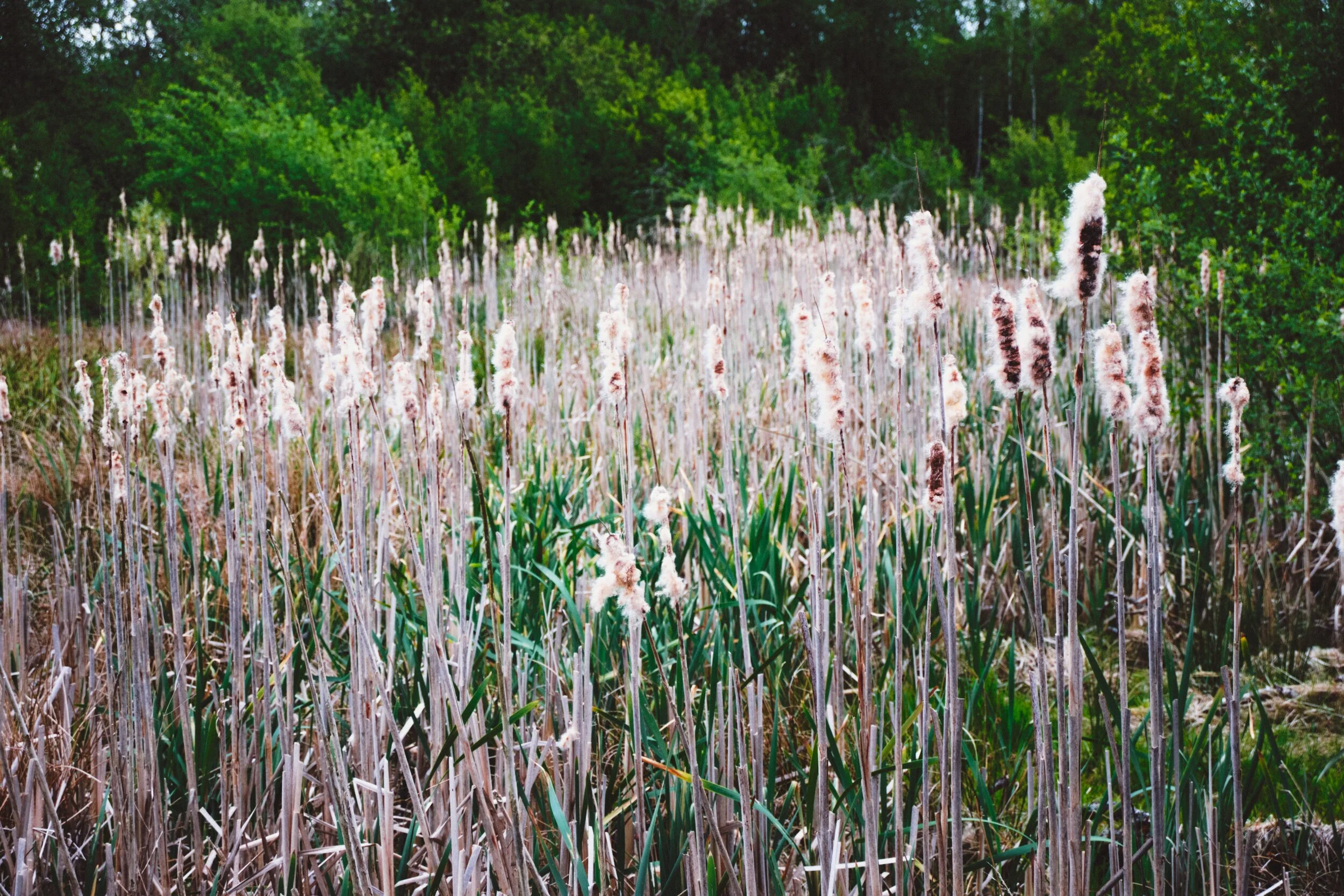 Dscf1278_Export