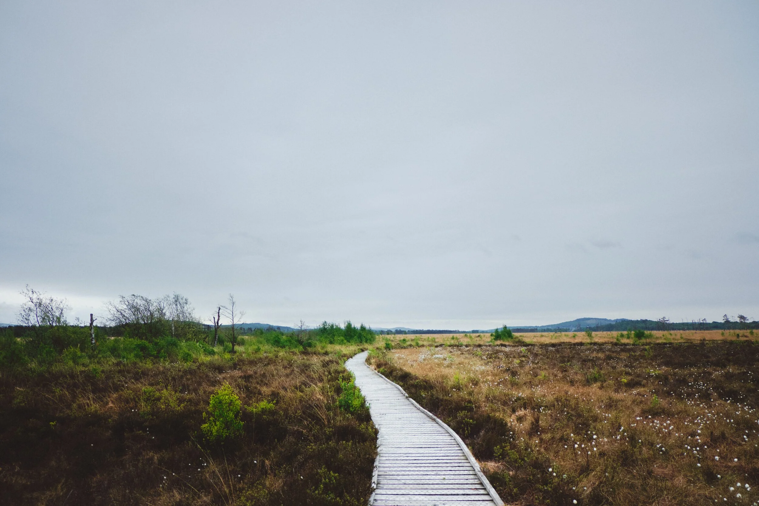 The open and expansive part of Foulshaw Moss. No blue skies on this day, in fact totally matte with clouds. On the right you can see a familiar resident of acidic bogs: cottongrass, or Eriophorum .