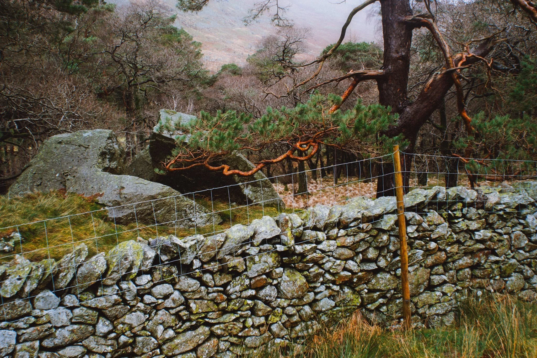 One of the few pines left in the valley points a vibrant branch towards the beautifully cracked glacial erratic.