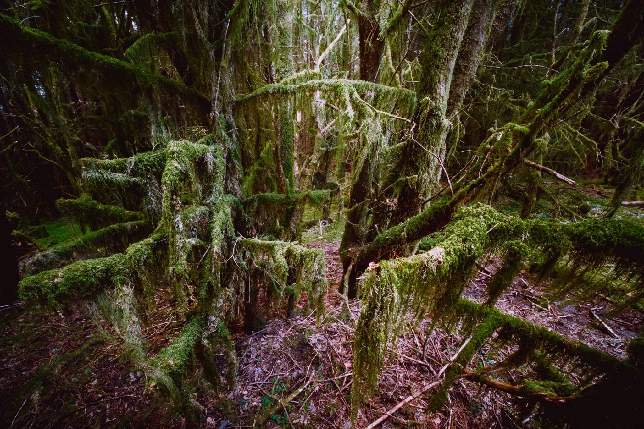 Wonderful shapes and textures of all the trees and their branches absolutely coated in moss.