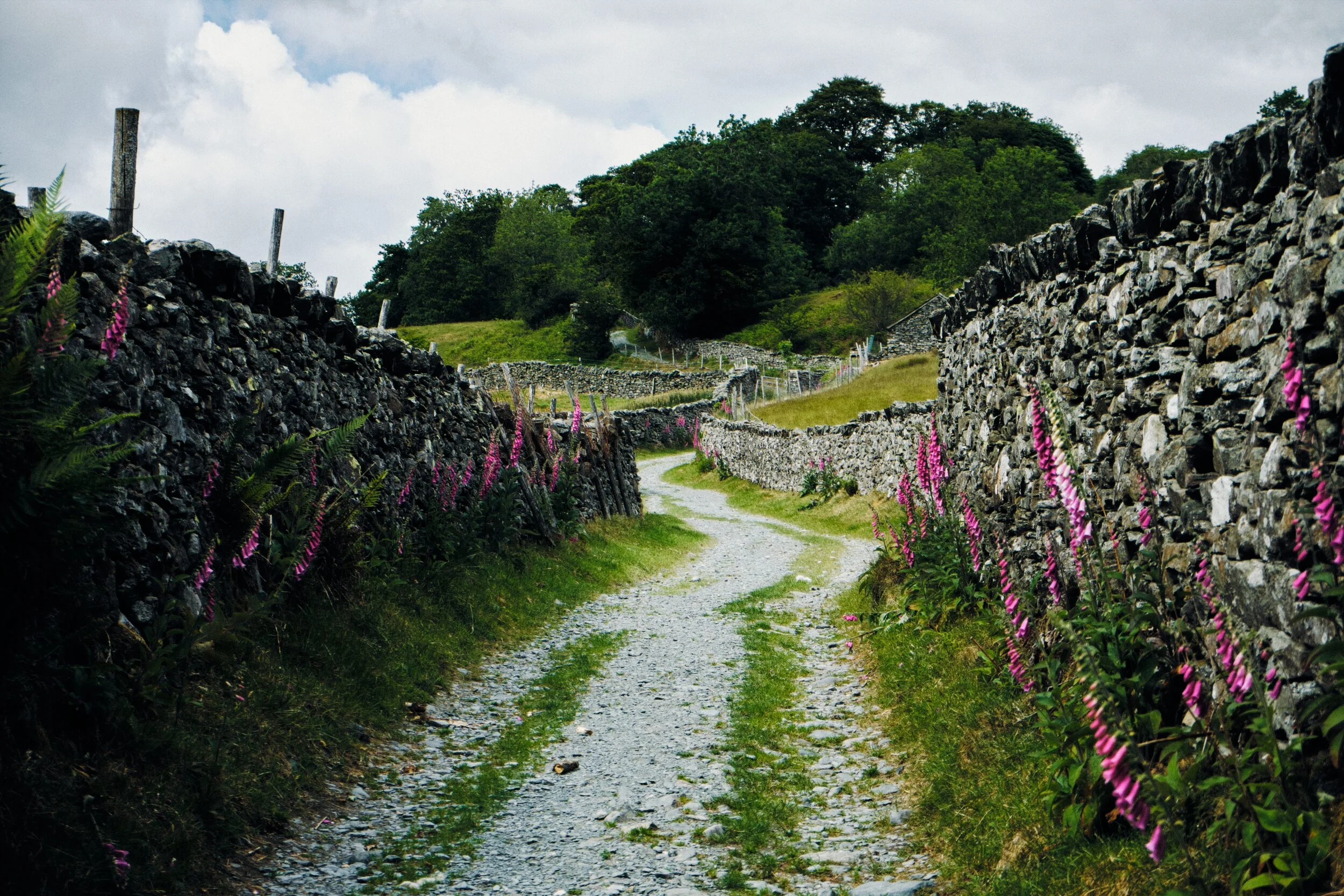 Foxglove ( Digitalis purpurea ) are out in full force now. Here they line the winding Sweden Bridge Lane up Scandale.
