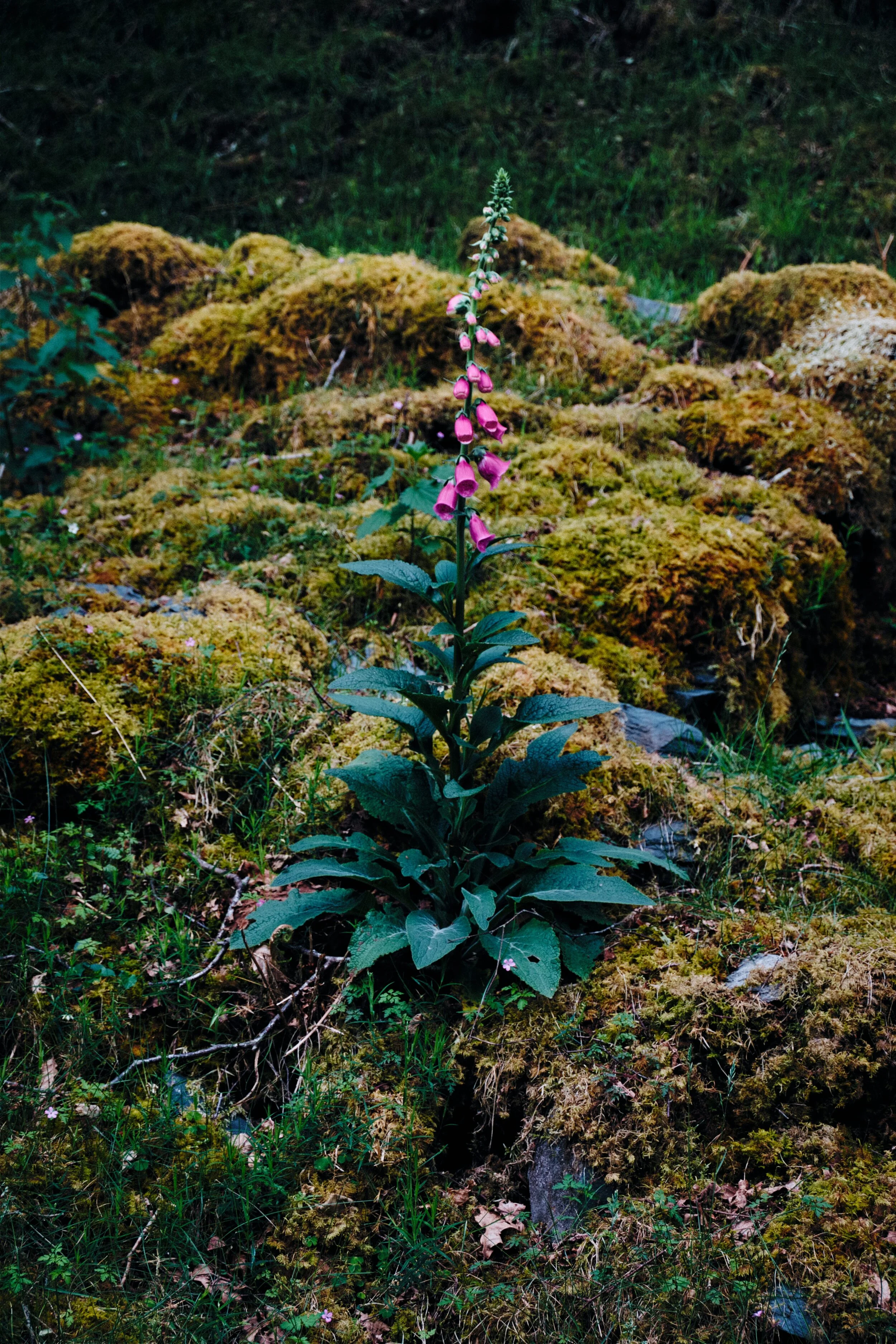 A single foxglove growing out of the mossy boulders. A lovely composition that I’ve also sort of ruined by completely missing the focus on the flowers. Oh well.