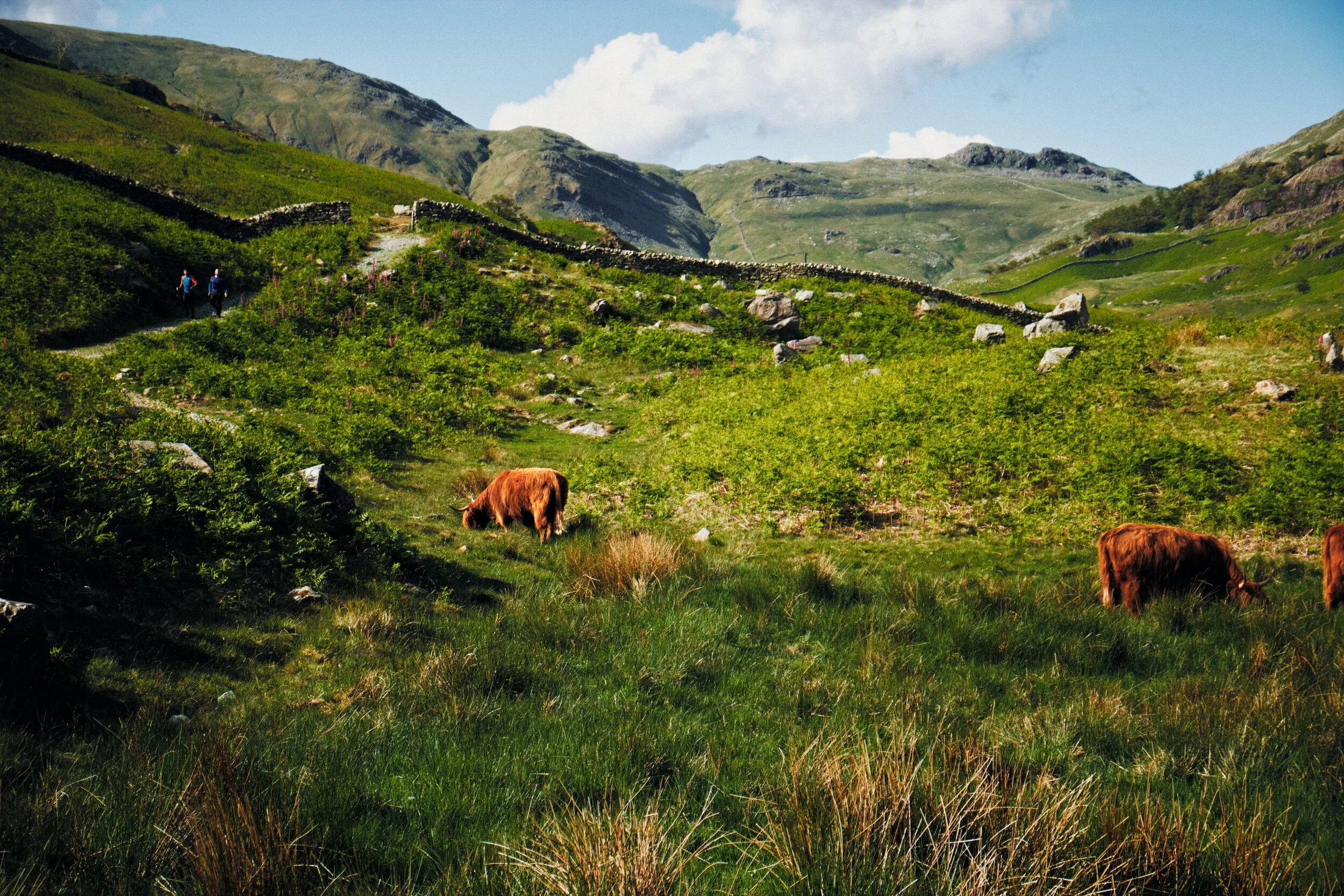 Looking back up towards Scandale Head with some Highland cows grazing peacefully below.
