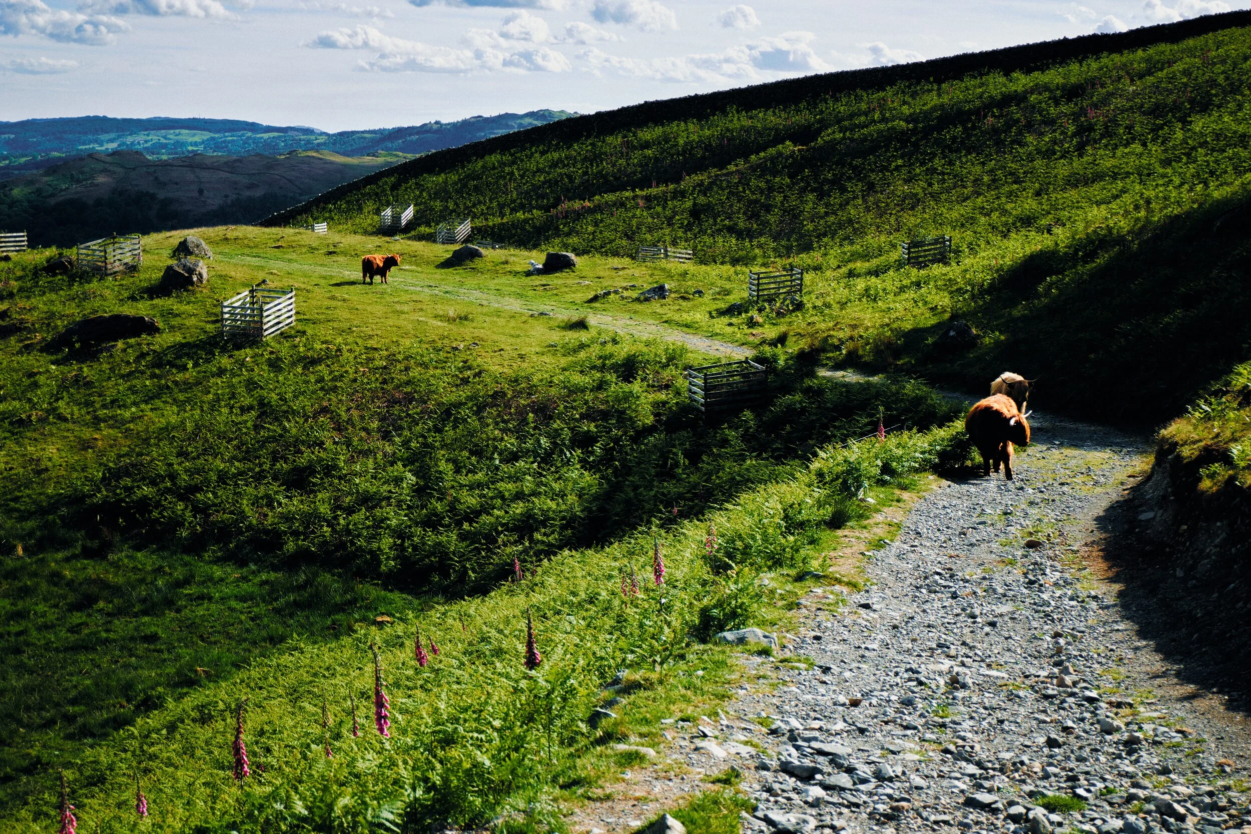We gave way to some Highlands cows that were traipsing up the path we were heading down. Gotta give them plenty of room with those horns!