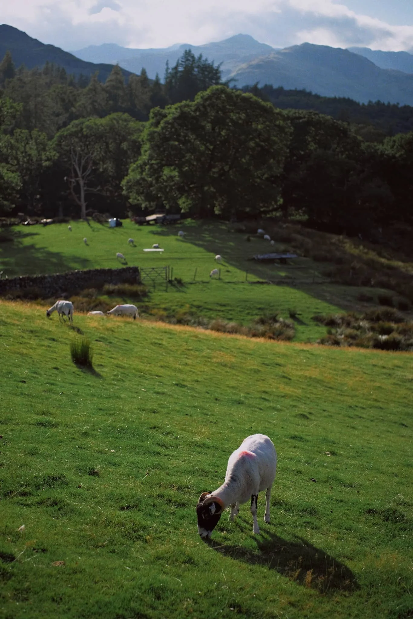 Freshly clipped (sheared) Swaledale sheep, enjoying the grassy offerings around High Oxen Fell.