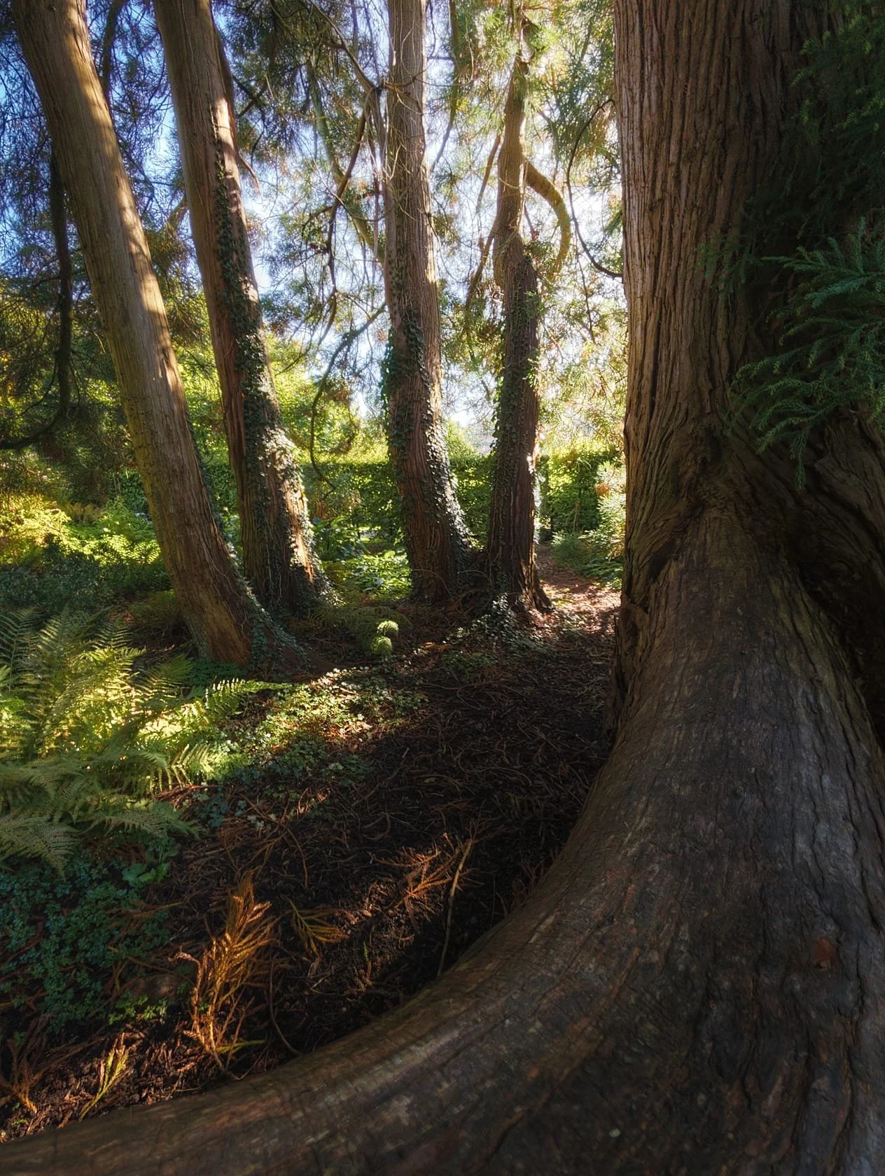 A clutch of curvy winding trees gave me the opportunity for a more ultra-wide angle perspective. I even focus stacked it.