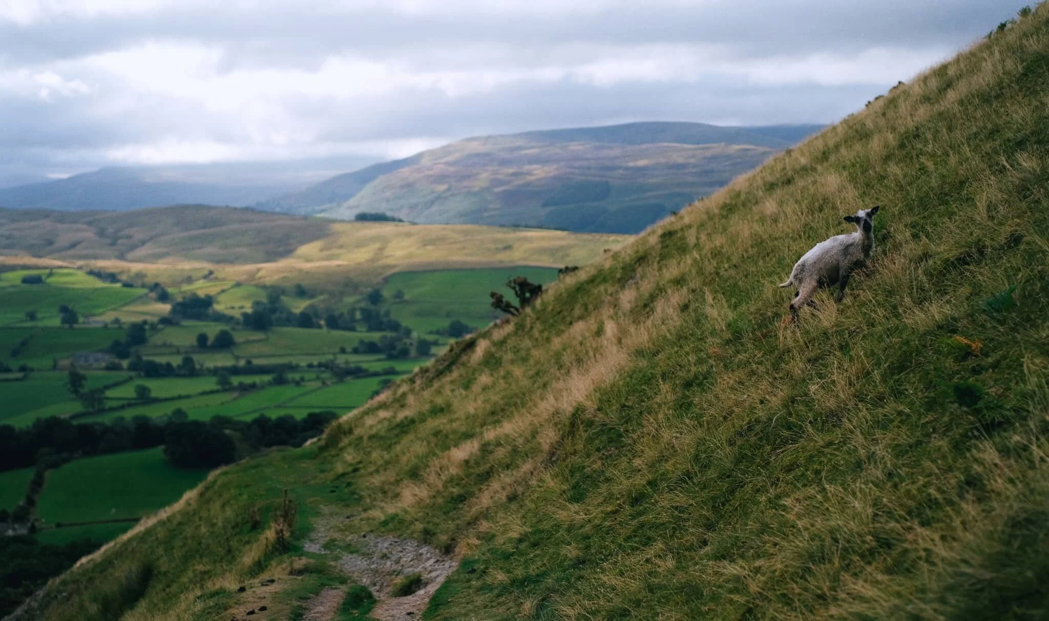 Plenty of lambs and young sheep around the Howgills, warily watching us we disturbed their grazing.