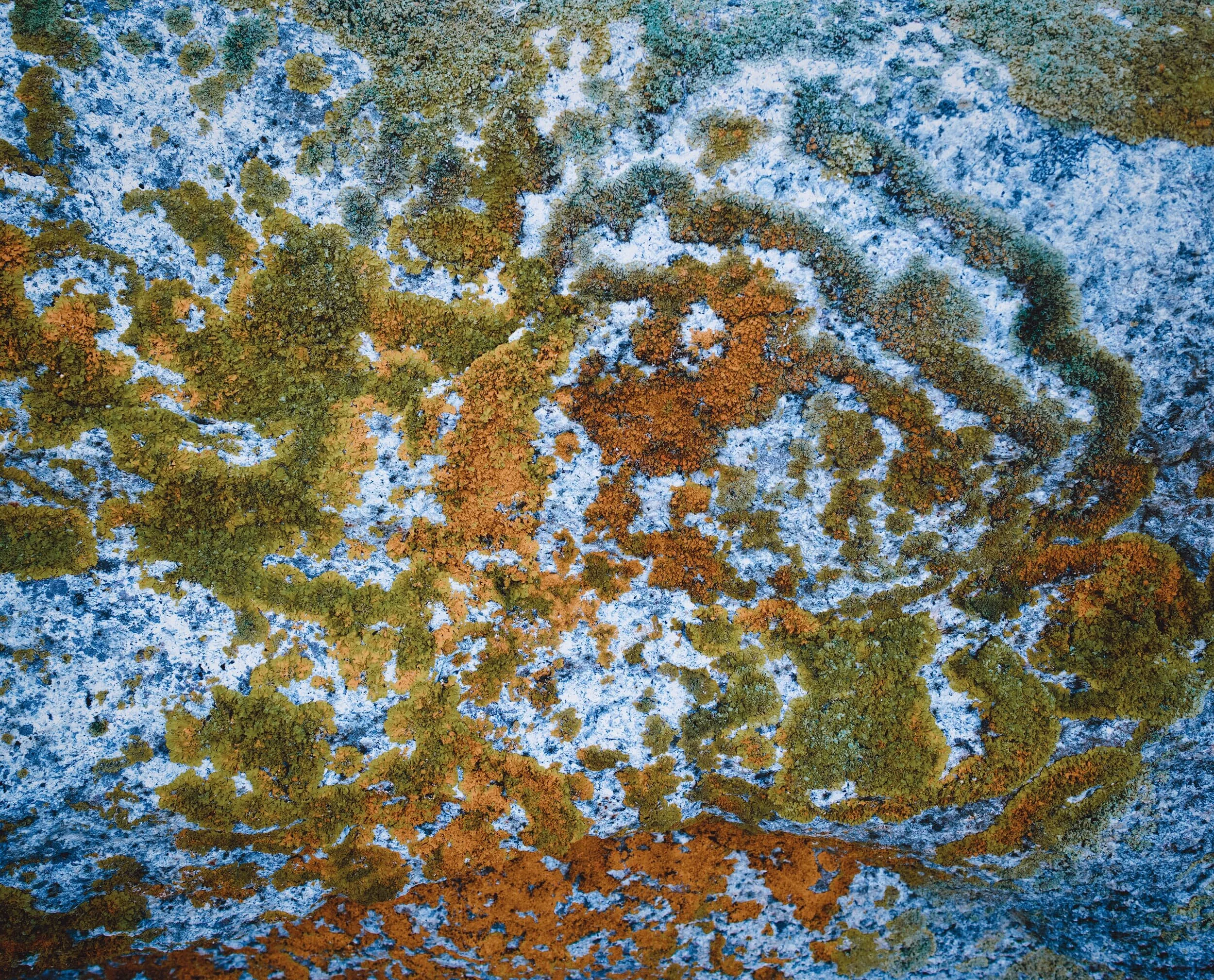 A closer composition of some of the moss and lichen found on the boulders around Merkland Point.