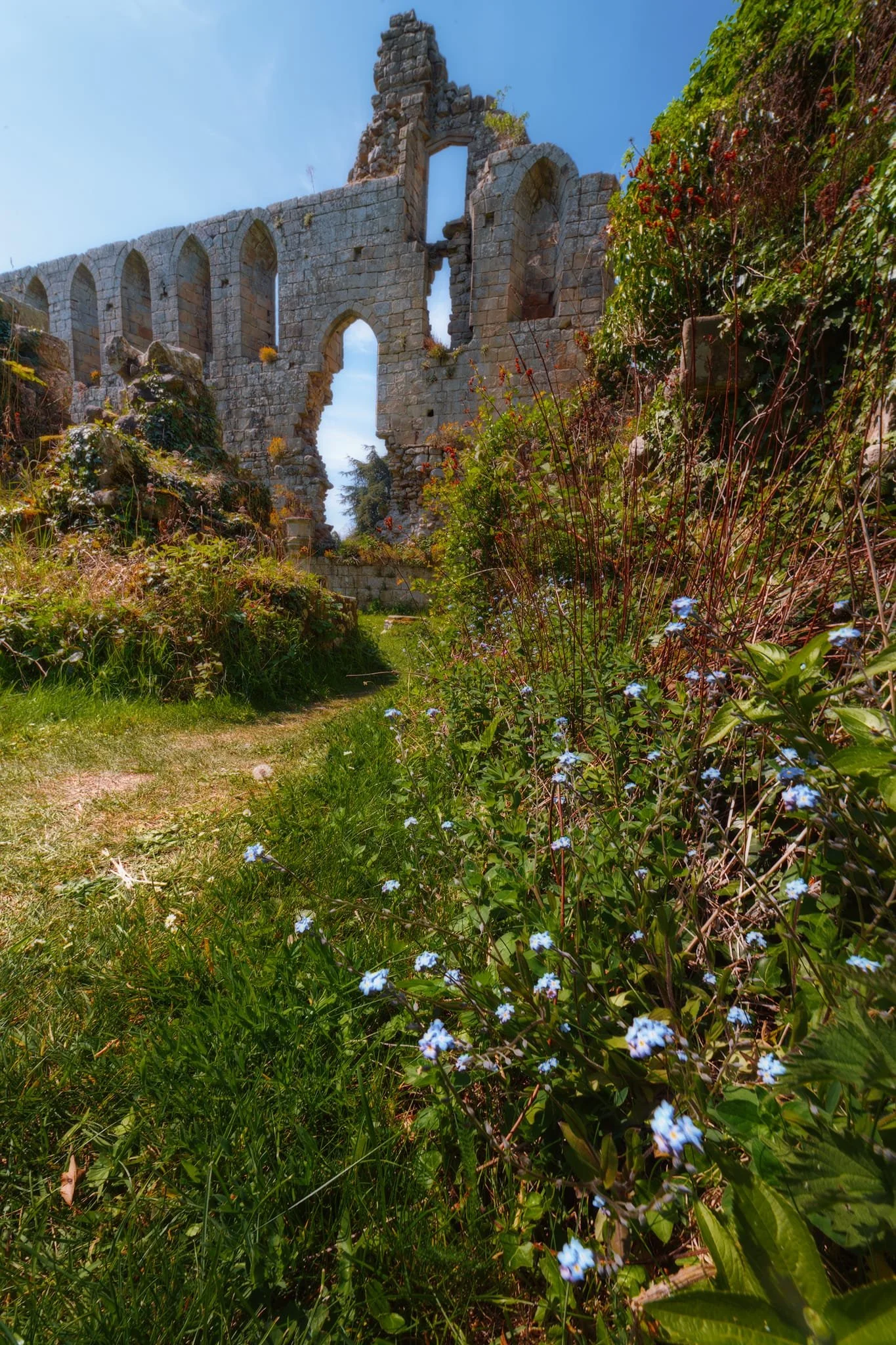 Jervaulx Abbey, unlike a lot of ruined abbeys, is still privately owned. In this instance, they’ve decided to let nature reclaim the ruins, which these Field Forget-me-nots ( Myosotis arvensis ) have taken advantage of.