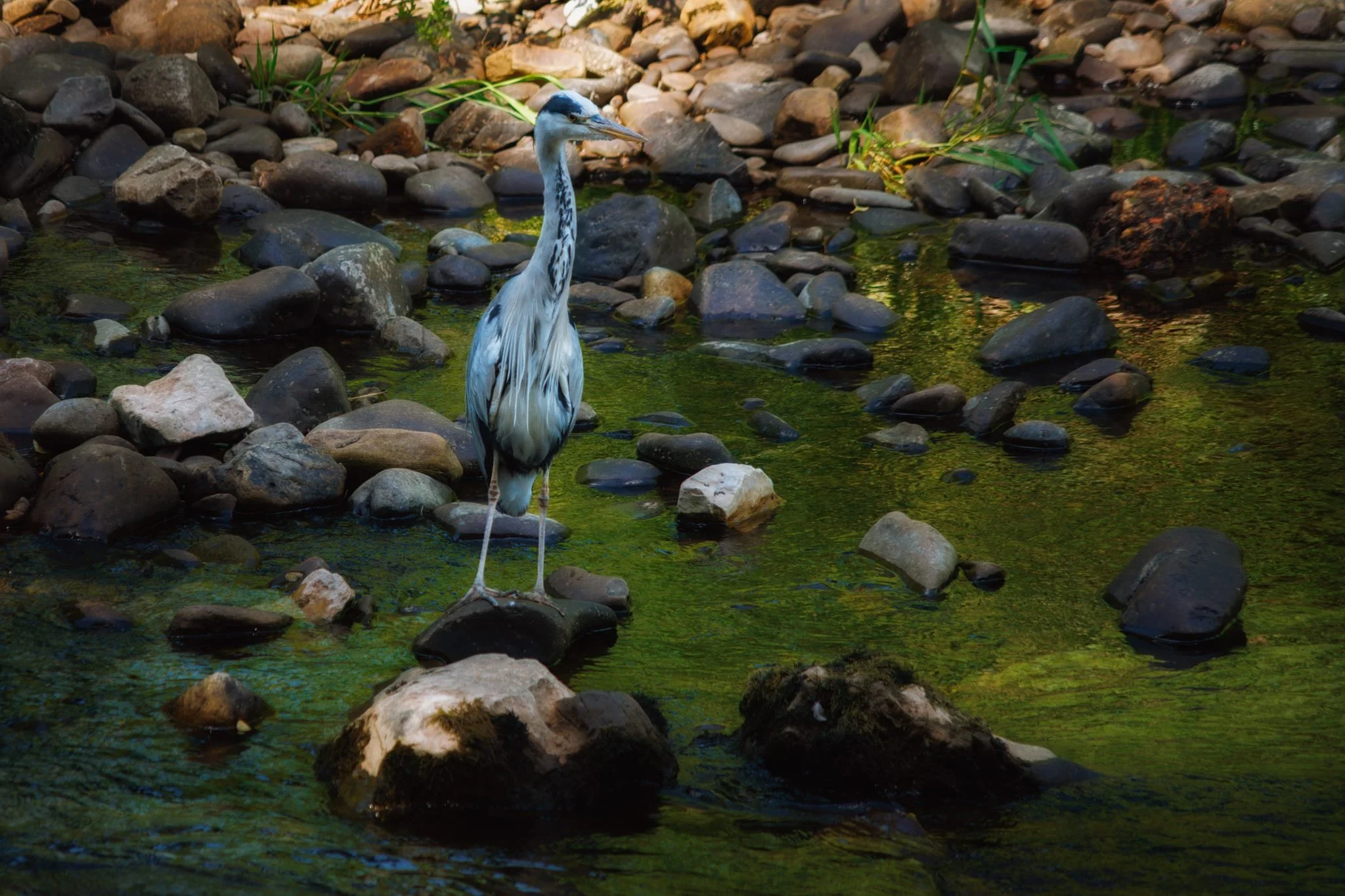 We took the riverside path along the Lune. Near the island, where the Lune temporarily splits in two, we stopped and hushed as we spotted a Grey Heron across the river. It was carefully watching the water, so I happily zoomed in tight and made a few compositions of this magnificent bird.