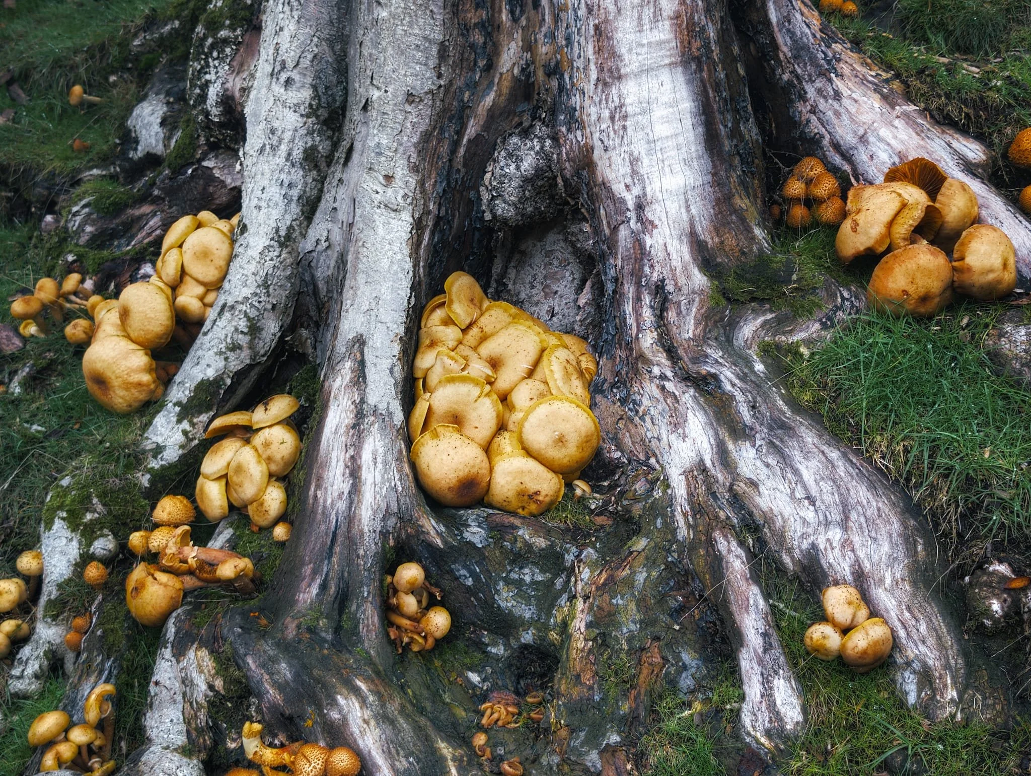 Up the flank of Cow Ridge, above the reservoir, Lisabet and I found a couple of dead trees with these mushrooms growing everywhere . Wanna guess what the are?