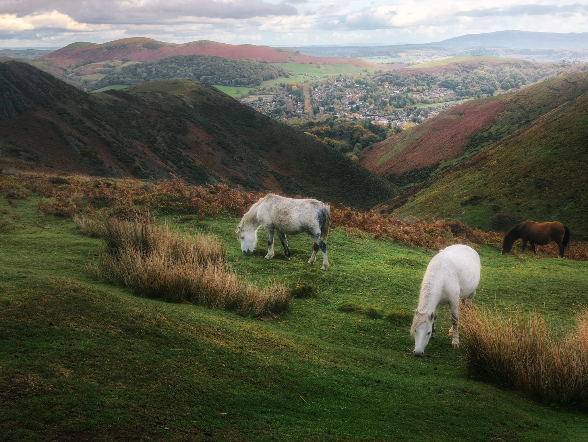 Eventually the rain eased off and we treated to this view of some wild horses grazing above Townbrook Valley, with Church Stretton in the distance and Hope Bowdler Hill off to the left.