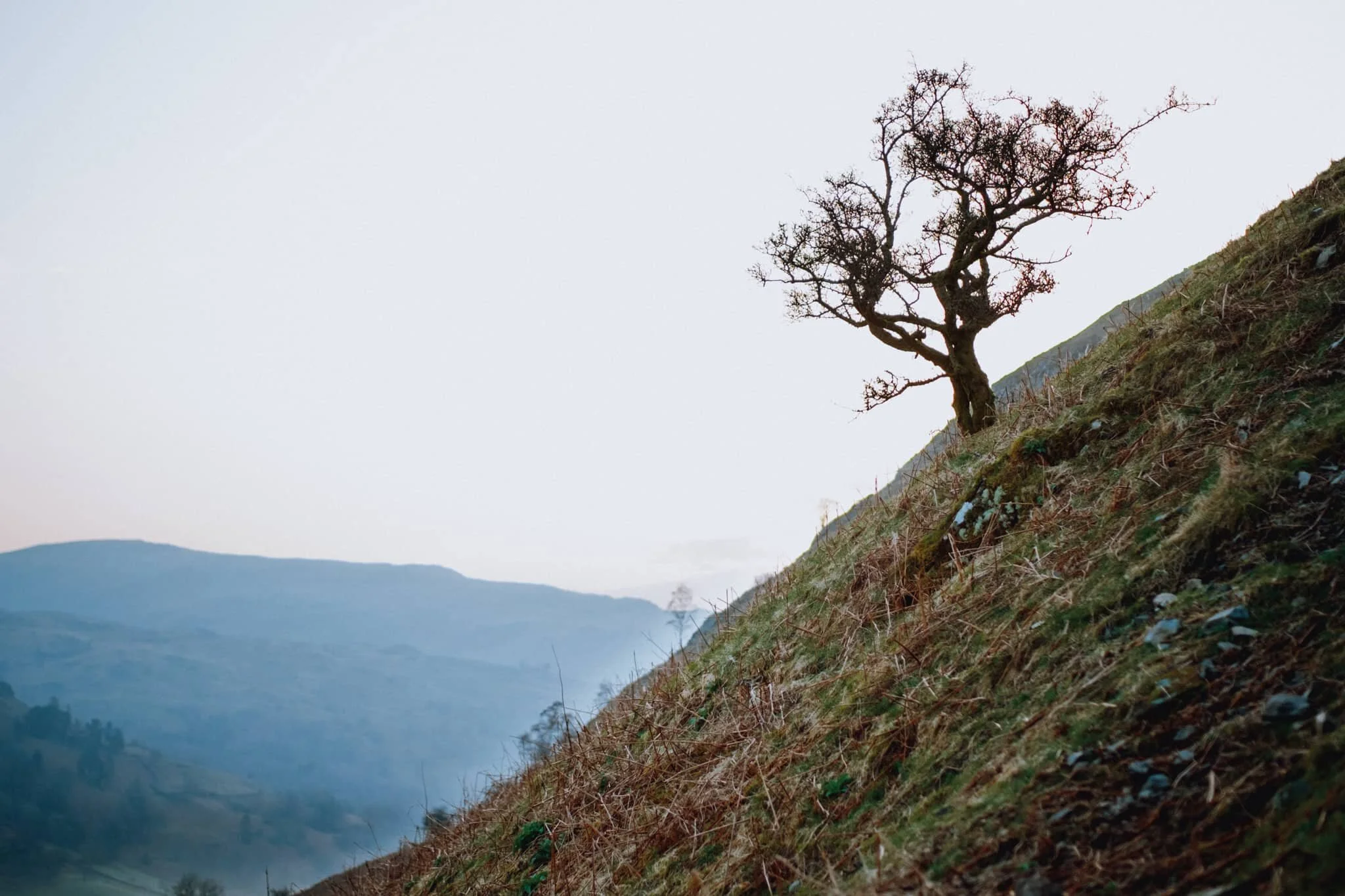 Although the sun had risen, from our location it was still trapped behind a low bank of cloud. By this point of the hike up Loughrigg, the sun was beginning to peek above the clouds, its light glowing through this solitary tree resolutely rooted to the fellside.