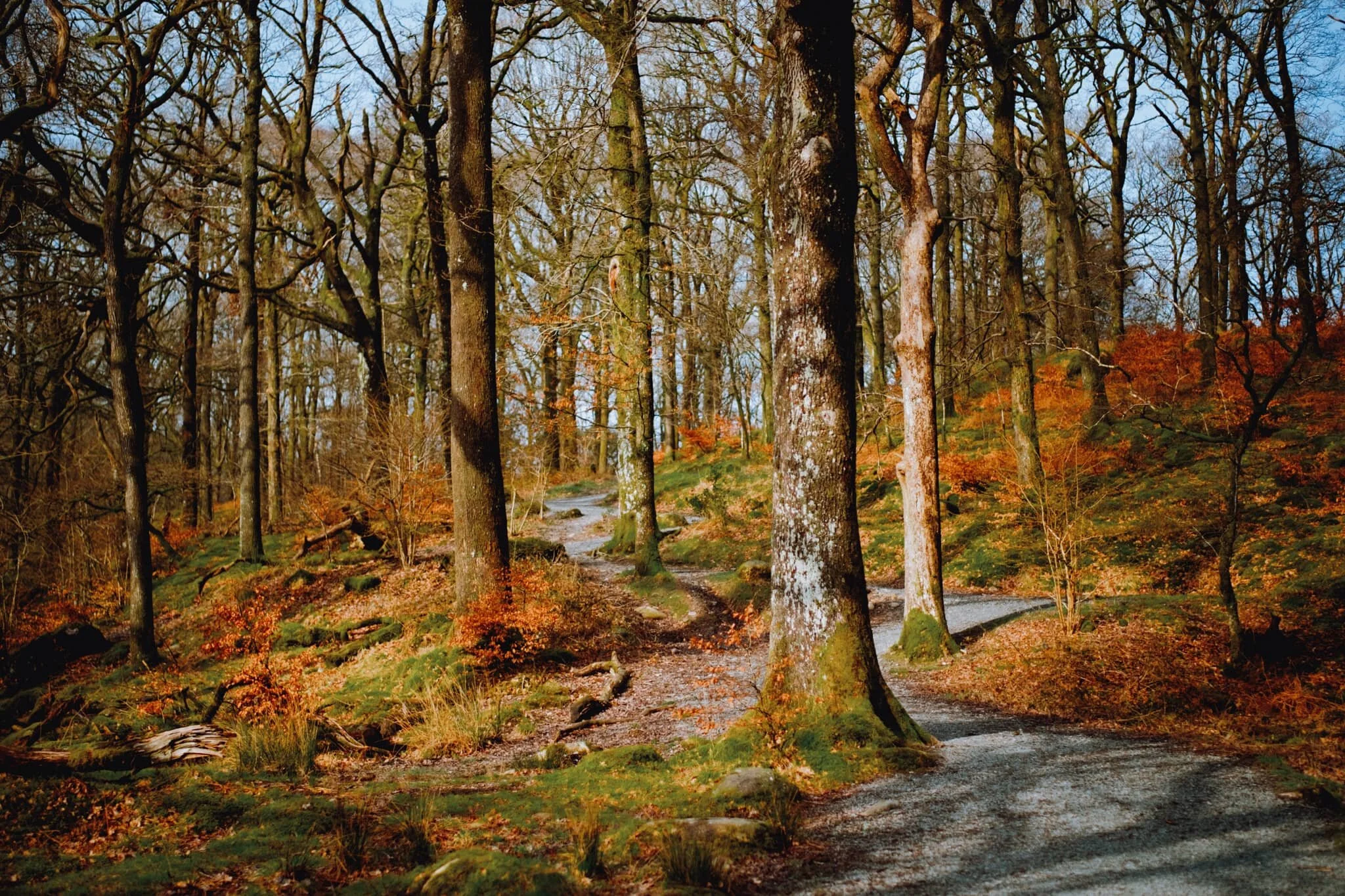 Still a fair bit of colour in the woods. Soon, White Moss Woods will be absolutely full of bluebells. Give it a month or so.