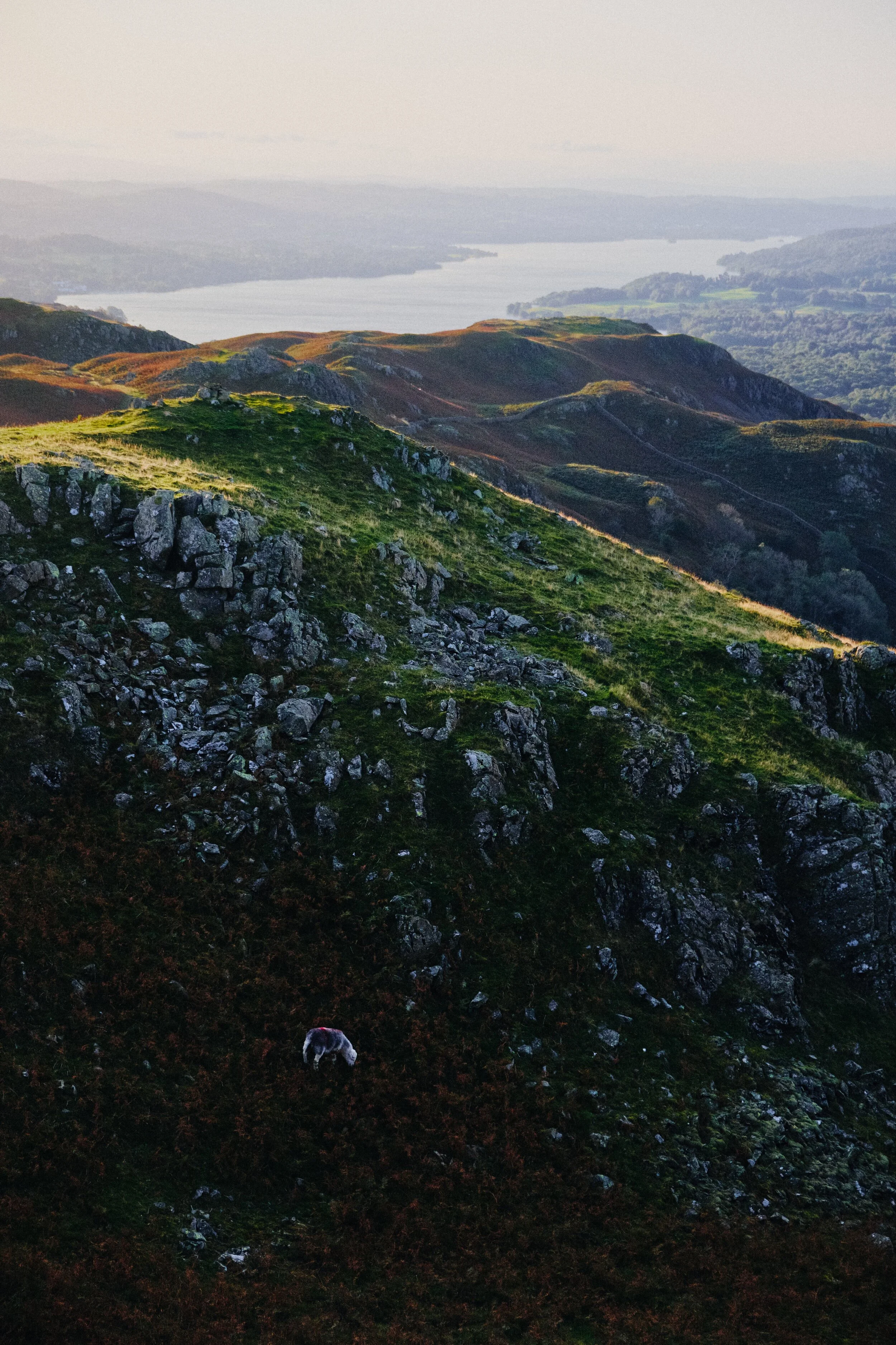 A lone Herdwick ewe munches on the bracken in a steep gully below the rolling crags of Loughrigg.