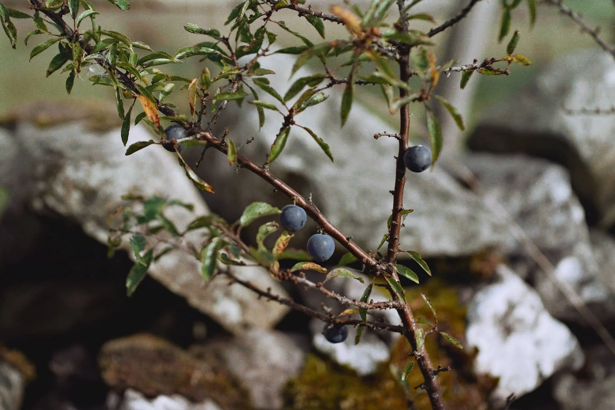 Sloe! Otherwise known as Blackthorn, and more properly Prunus spinosa . Good for making Gin with.