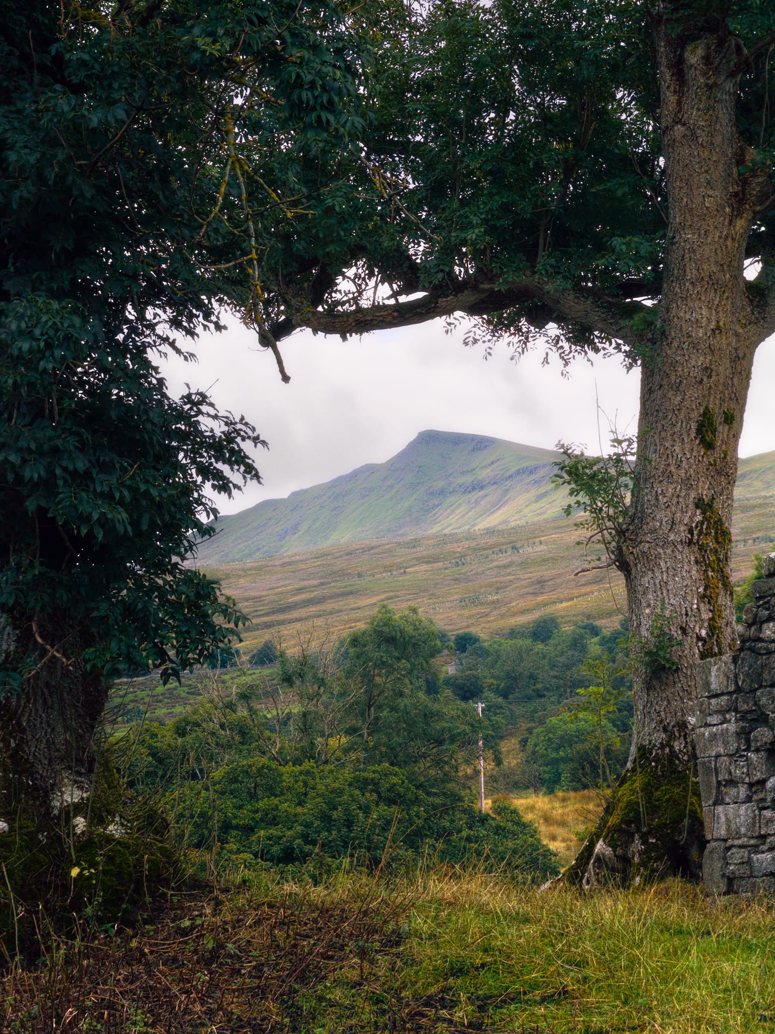 Two trees next to Pendragon Castle offered a lovely frame and view towards Wild Boar’s Fell pyramidal shape, as seen north of it.