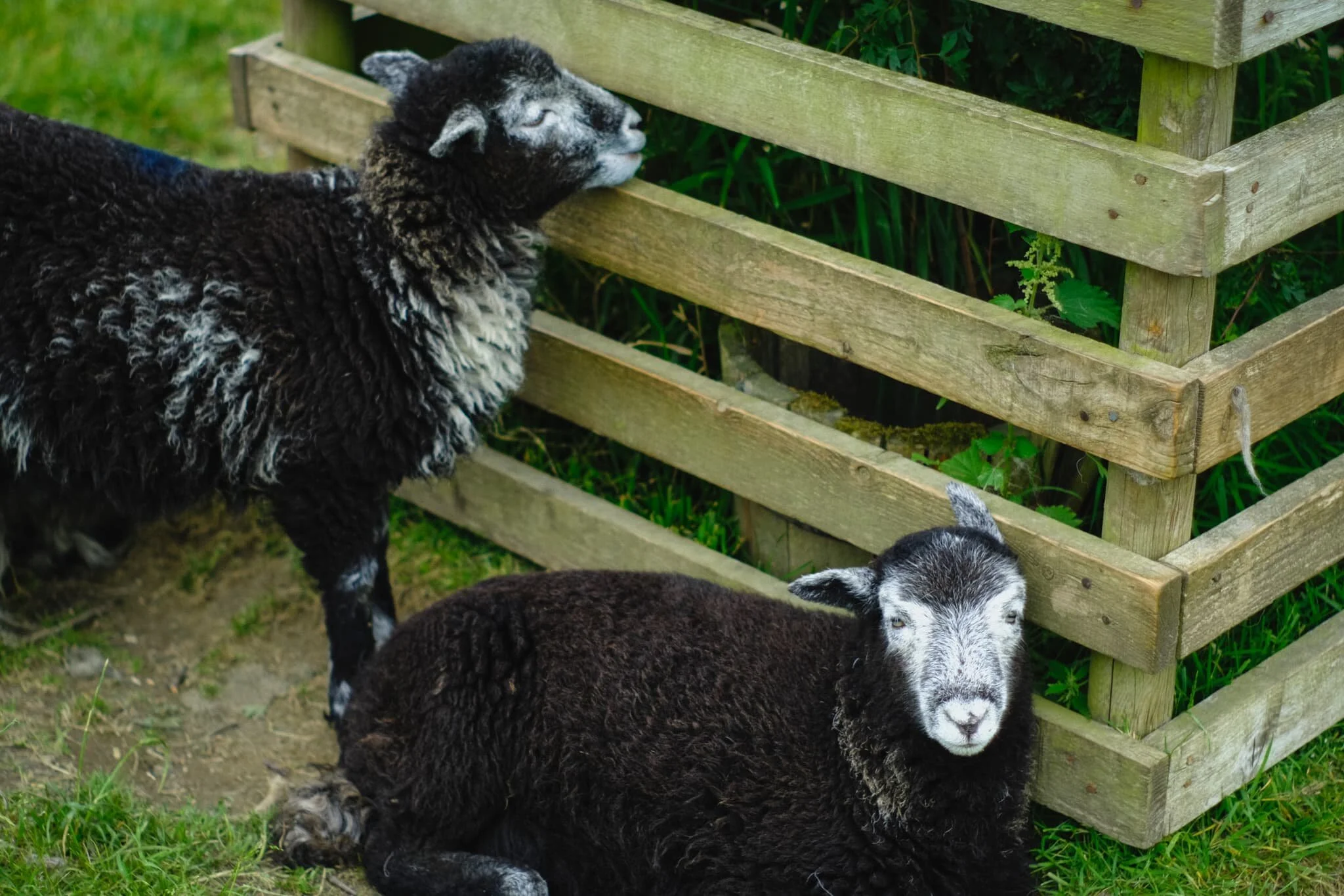Herdwick lambs seeking shade from the warm day. They are born jet black, save for tufts of white around their ears. As they age, their face and legs turn white and their fleece becomes a dark, chocolatey brown. It’s not until they’re 2-3 years of age that they get their first clip (shear), which reveals the characteristic grey Herdwick fleece underneath.